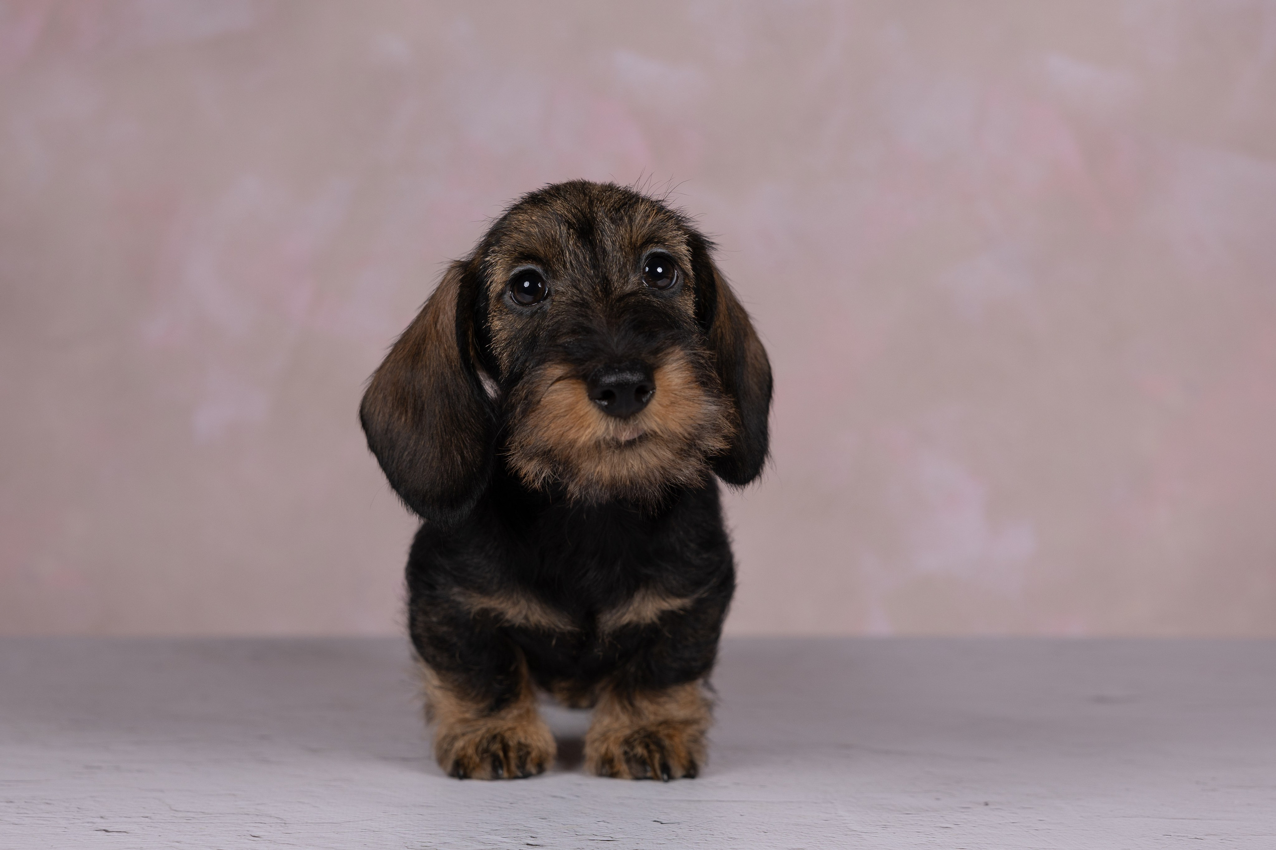 Щенки в домашней студии. Фотограф анималист в Казани Алина Сулейманова. Фотограф животных