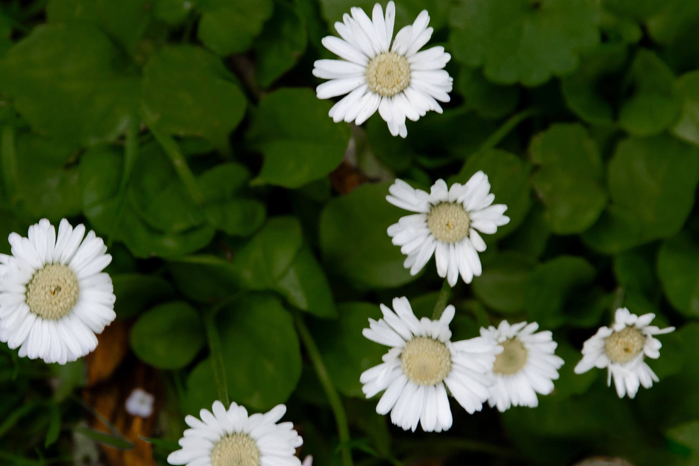 Свадебный день Паши и Насти. Свадебный фотограф Анна Бабахина