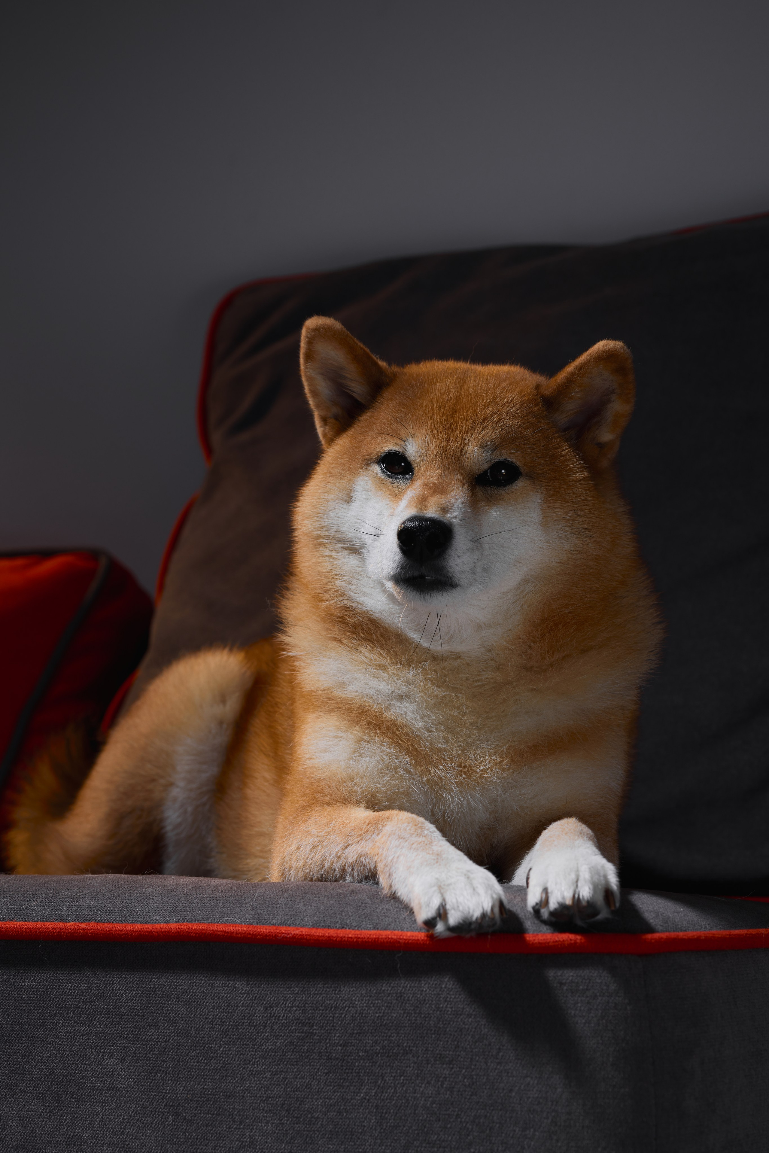 Pet photography. Фотограф Макс Давыдов