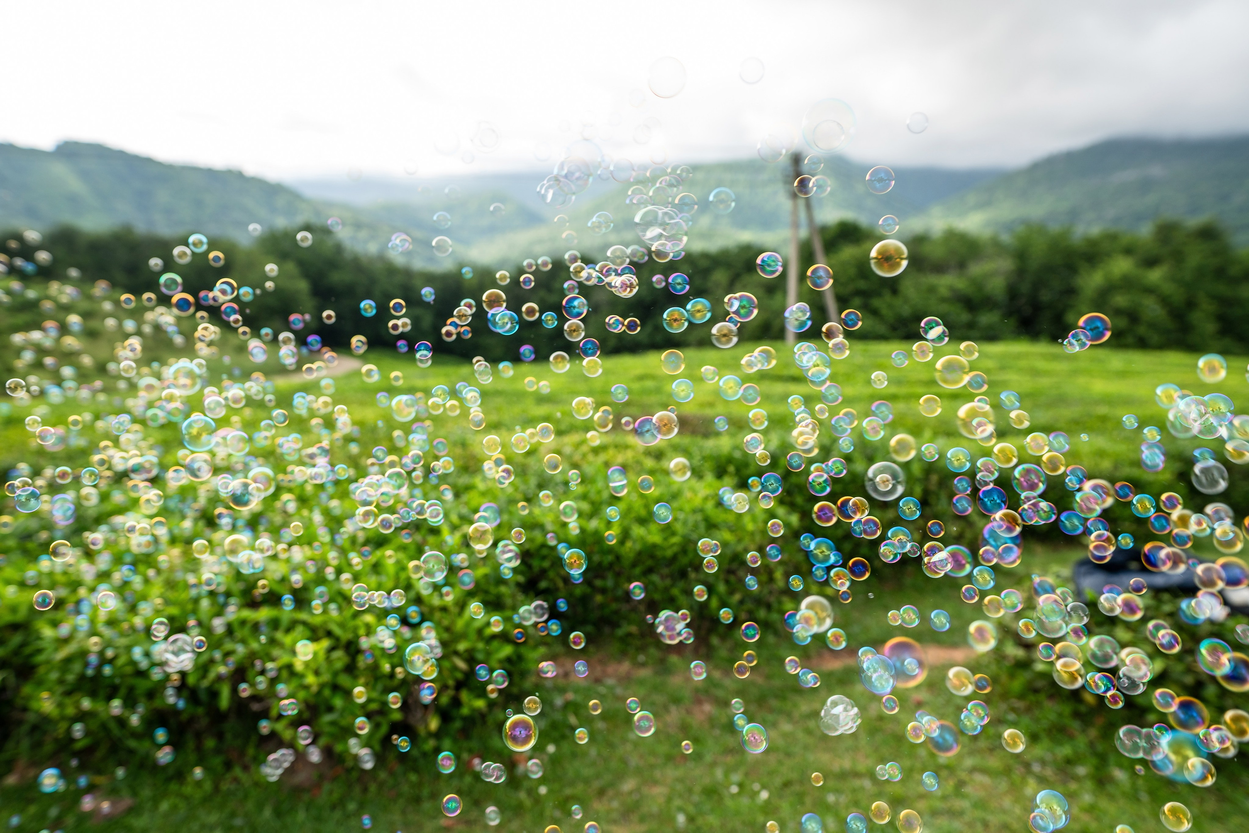 Фотограф на праздник Сочи. Фотограф Сочи