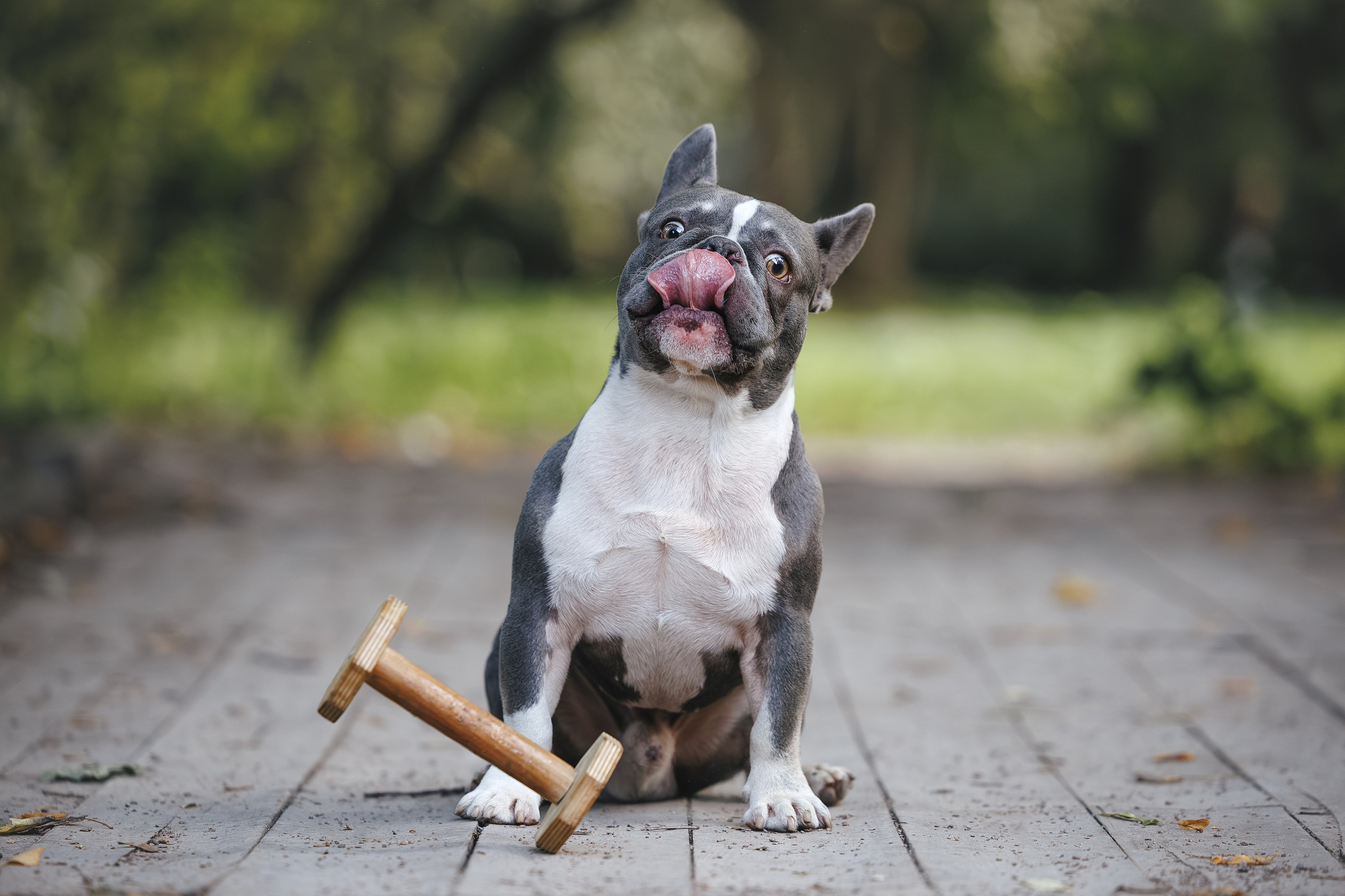 Французский Бульдог в Воронцовском парке (в обработке). Фотограф Анималист в Москве Анастасия Жучкова
