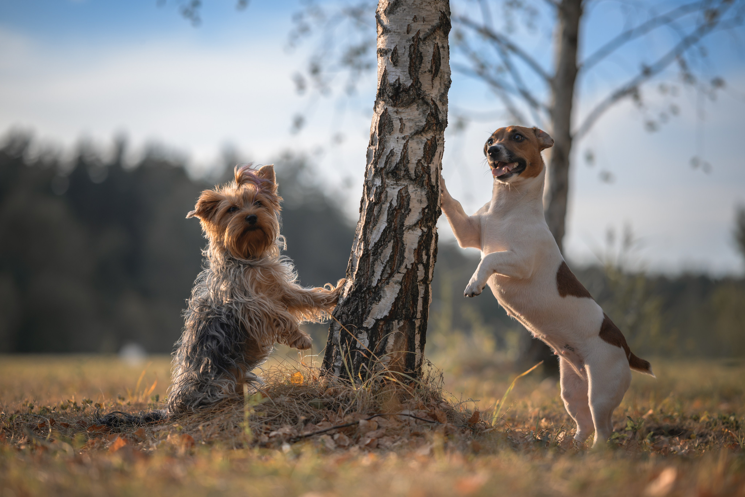 Прогулка в Мещерском парке. Фотограф Анималист в Москве Анастасия Жучкова