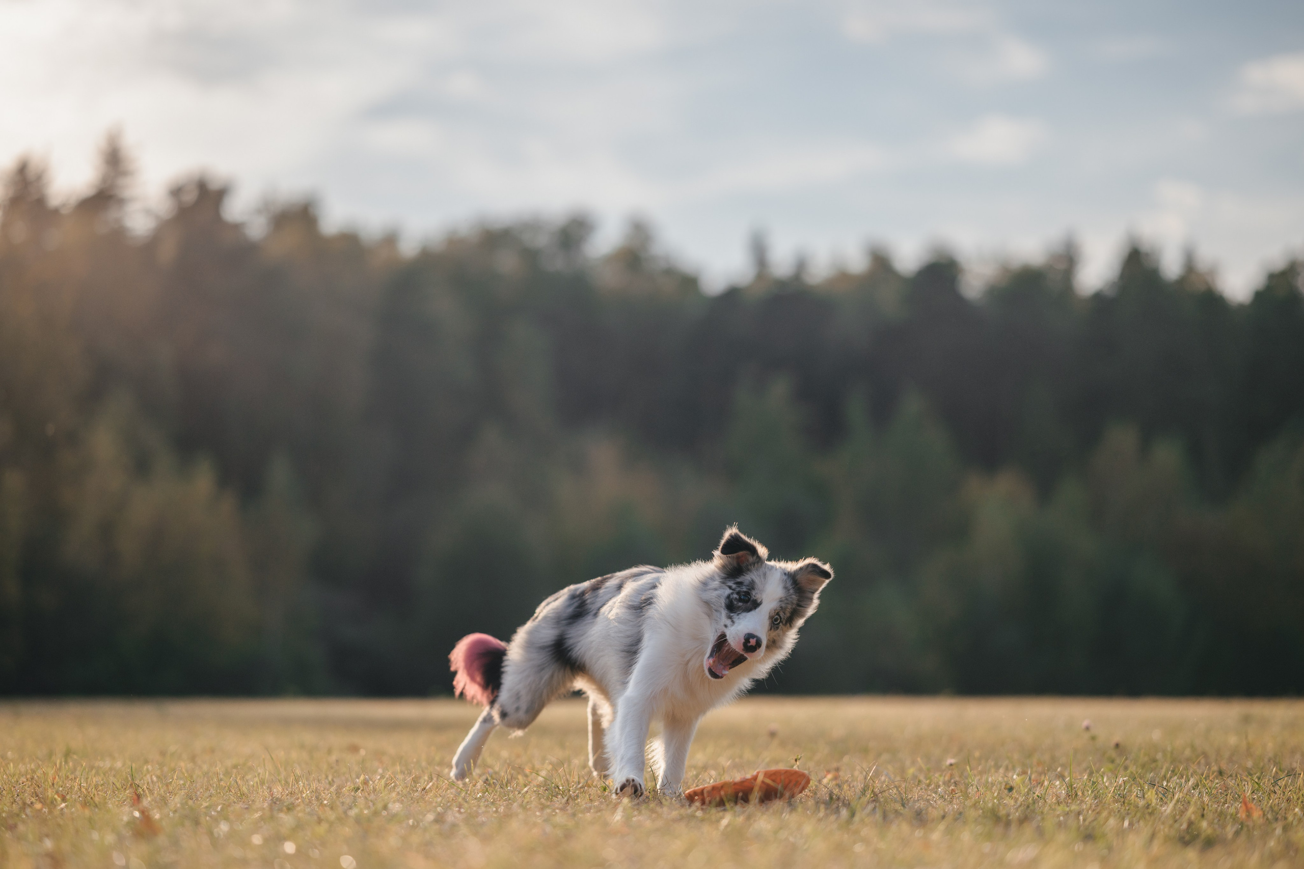 Бордерколли и фрисби. Фотограф Анималист в Москве Анастасия Жучкова