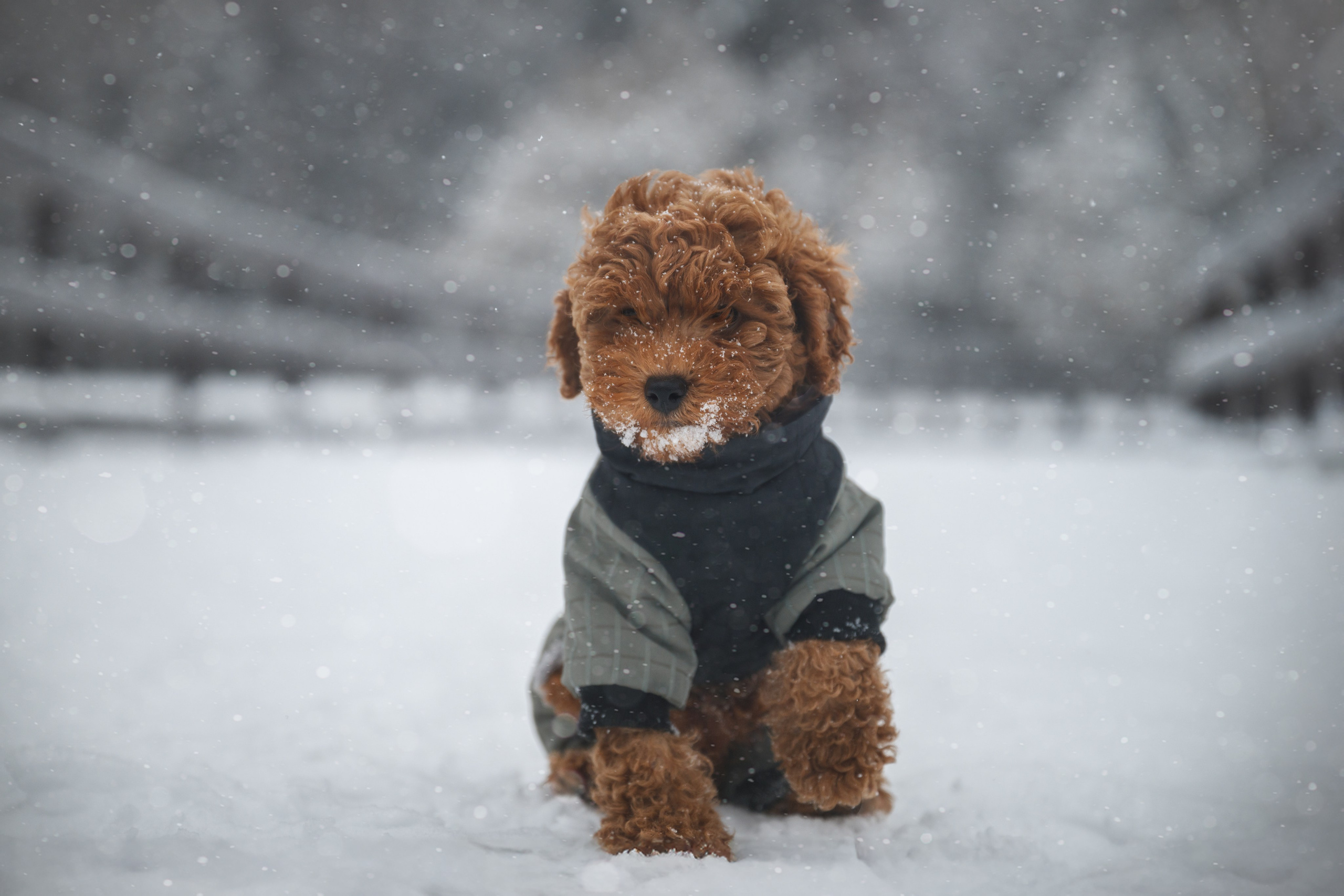 Щенок пуделя. Фотограф Анималист в Москве Анастасия Жучкова