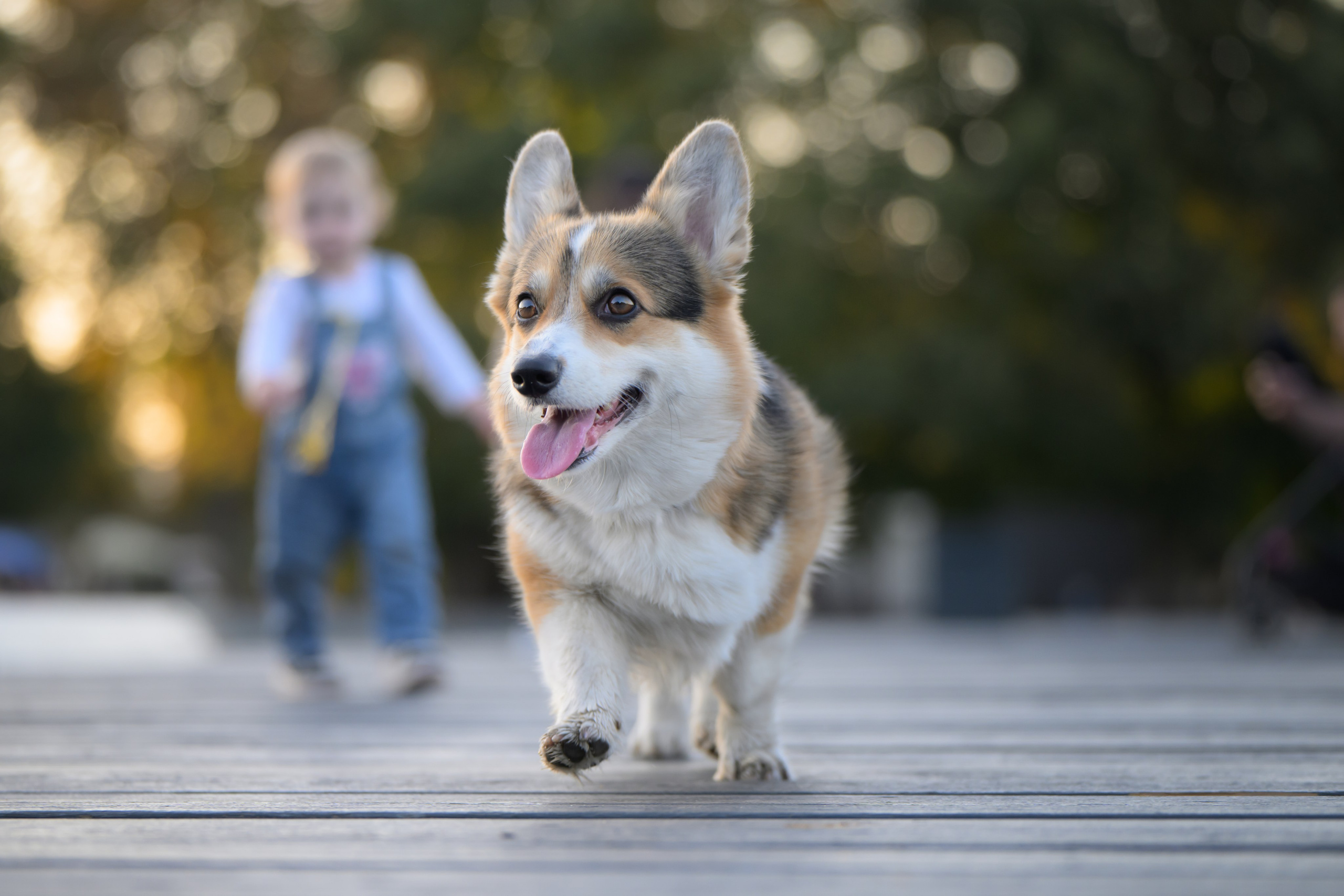 Ева, Леша и Лаванда. Фотограф Анималист в Москве Анастасия Жучкова