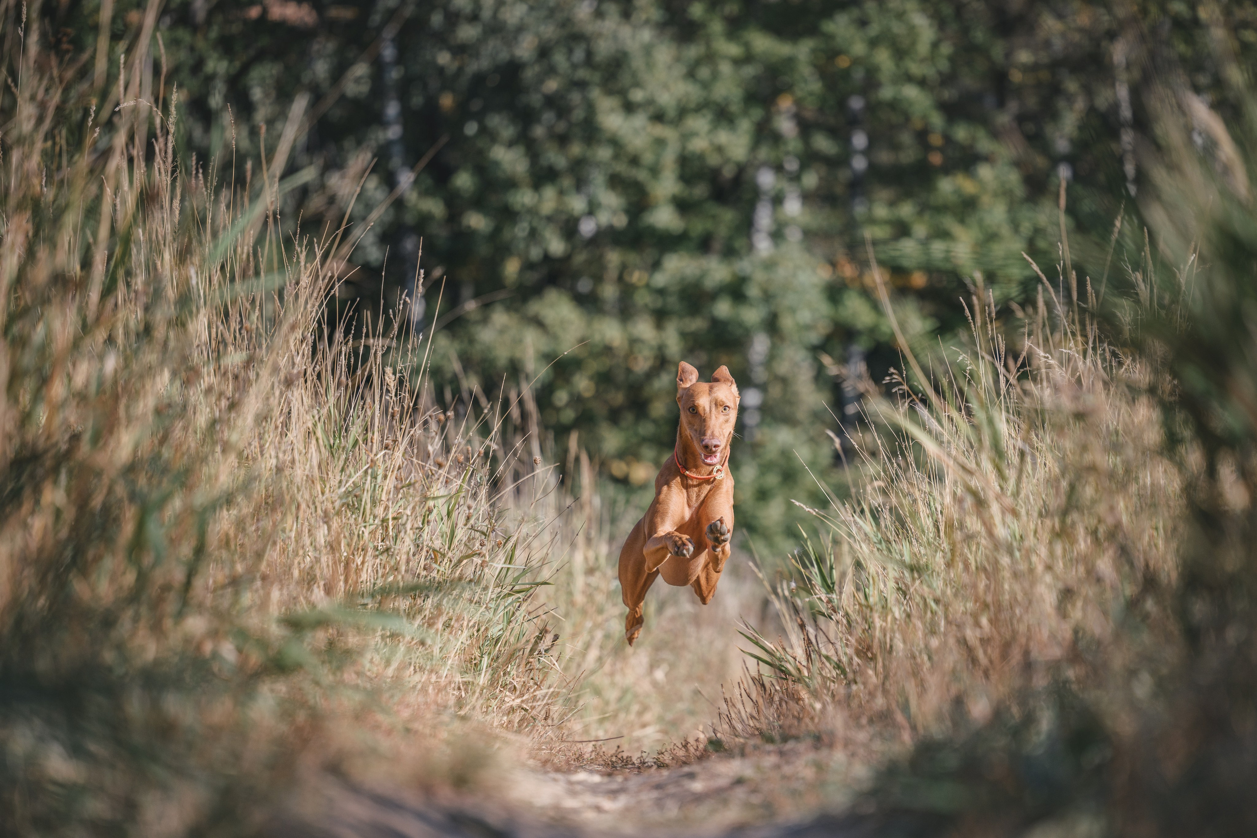 Чирнеко. Лесная прогулка. Фотограф Анималист в Москве Анастасия Жучкова
