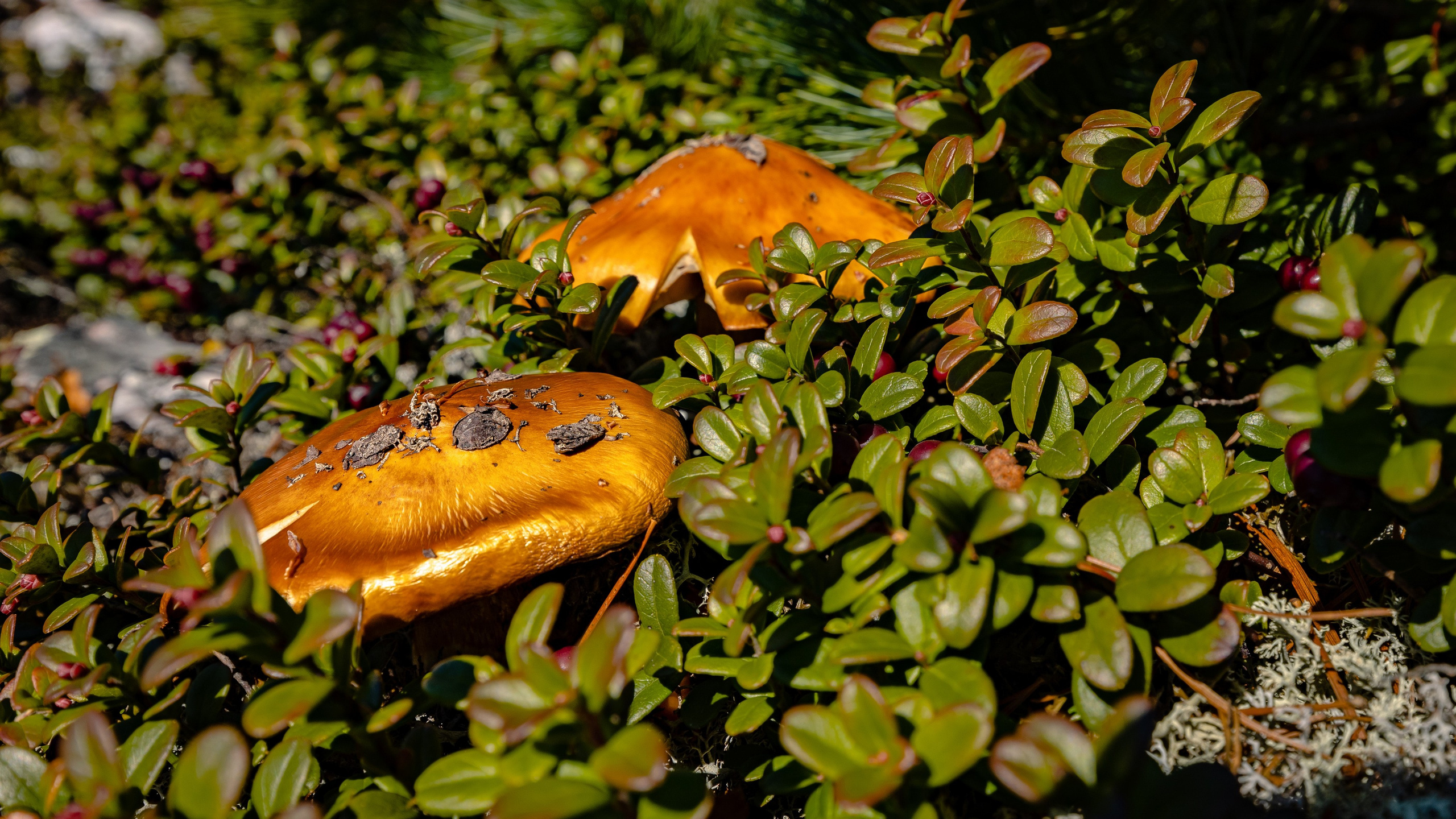 О.Сахалин. Фотограф. г. Южно-Сахалинск. Олег Толстов