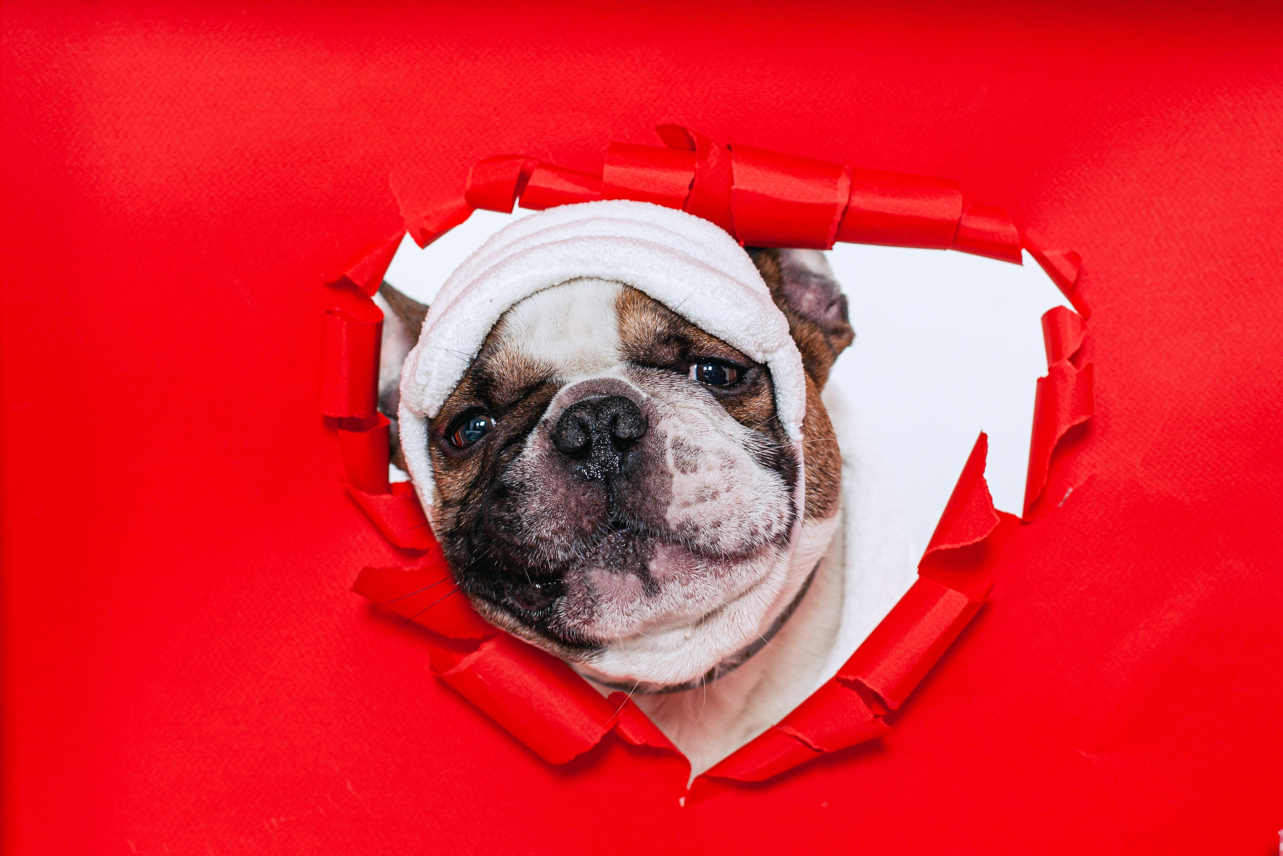 Пижамная вечеринка французских бульдогов и их хозяев. Фотограф-анималист Татьяна Степанова