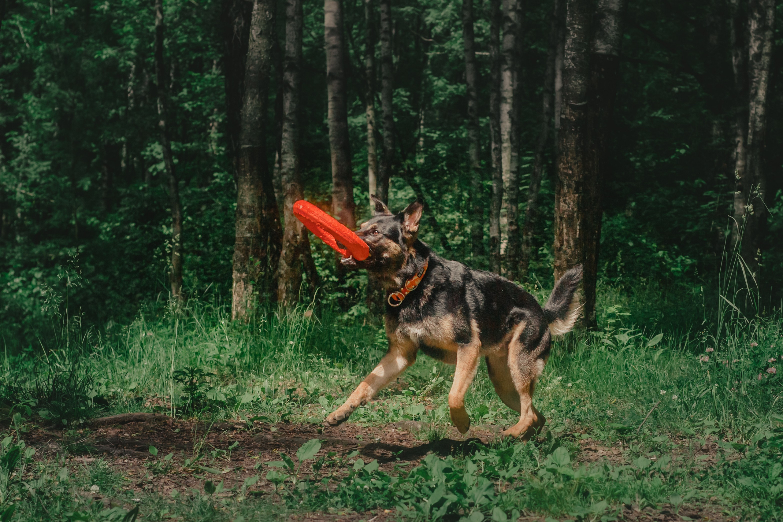 Лесная летняя фотопрогулка. Фотограф-анималист Татьяна Степанова