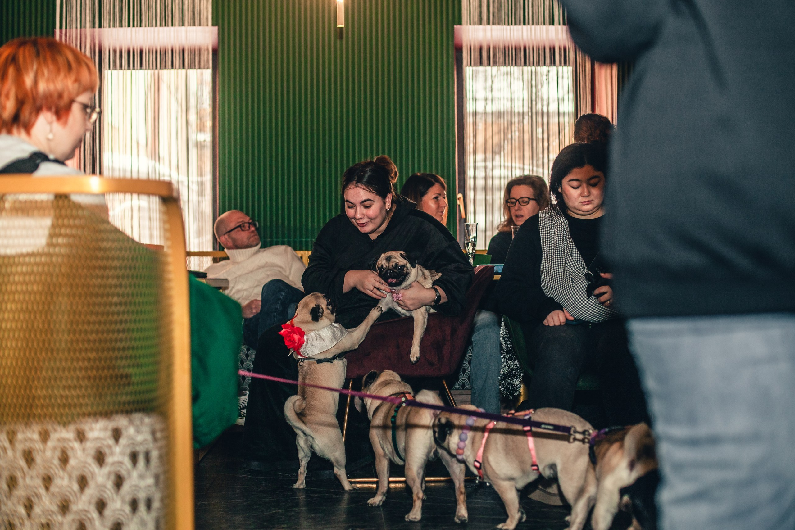 Мопсовстреча 02.12.2023. Фотограф-анималист Татьяна Степанова