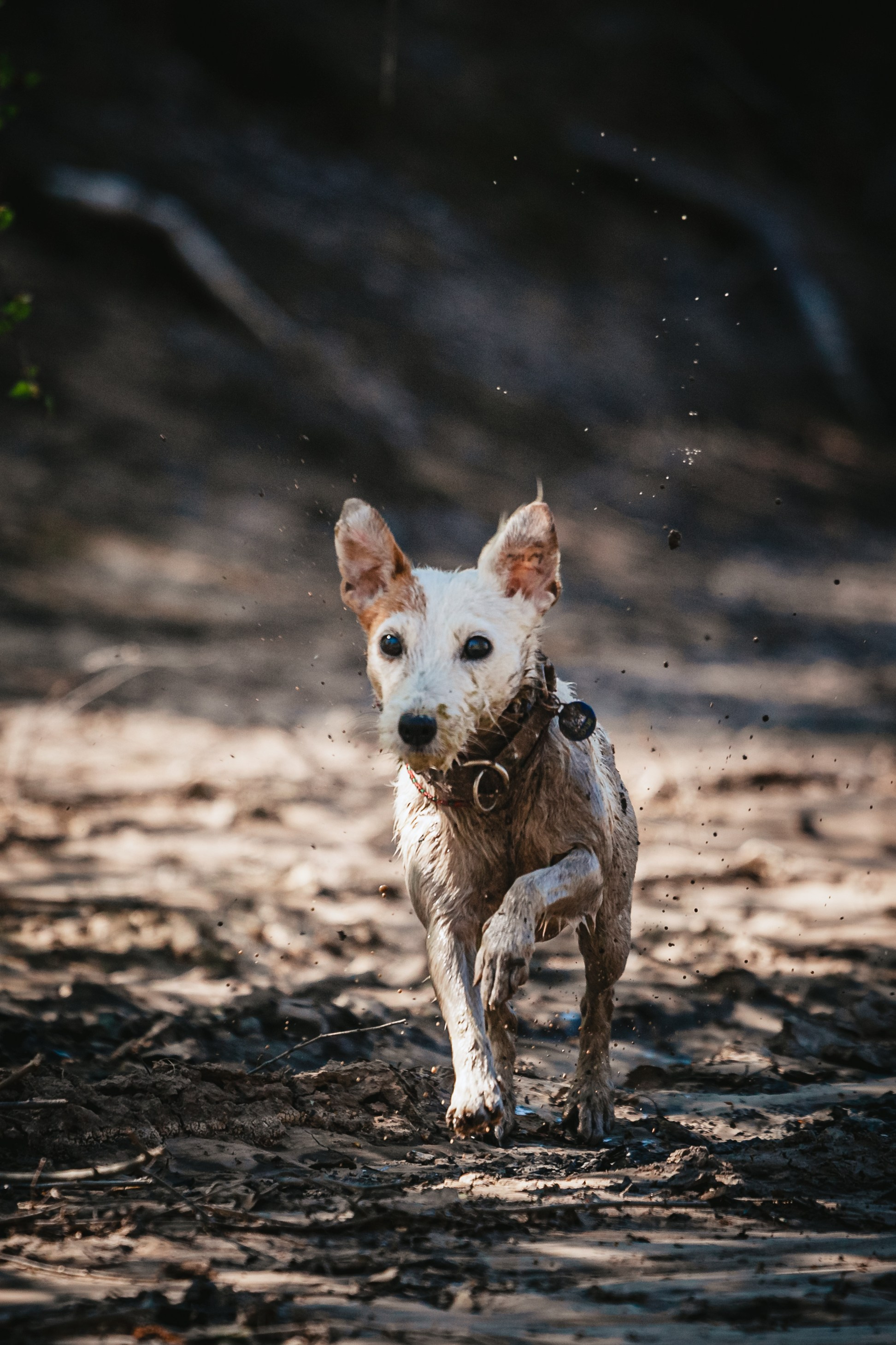 Кондуки. Фотограф-анималист Татьяна Степанова