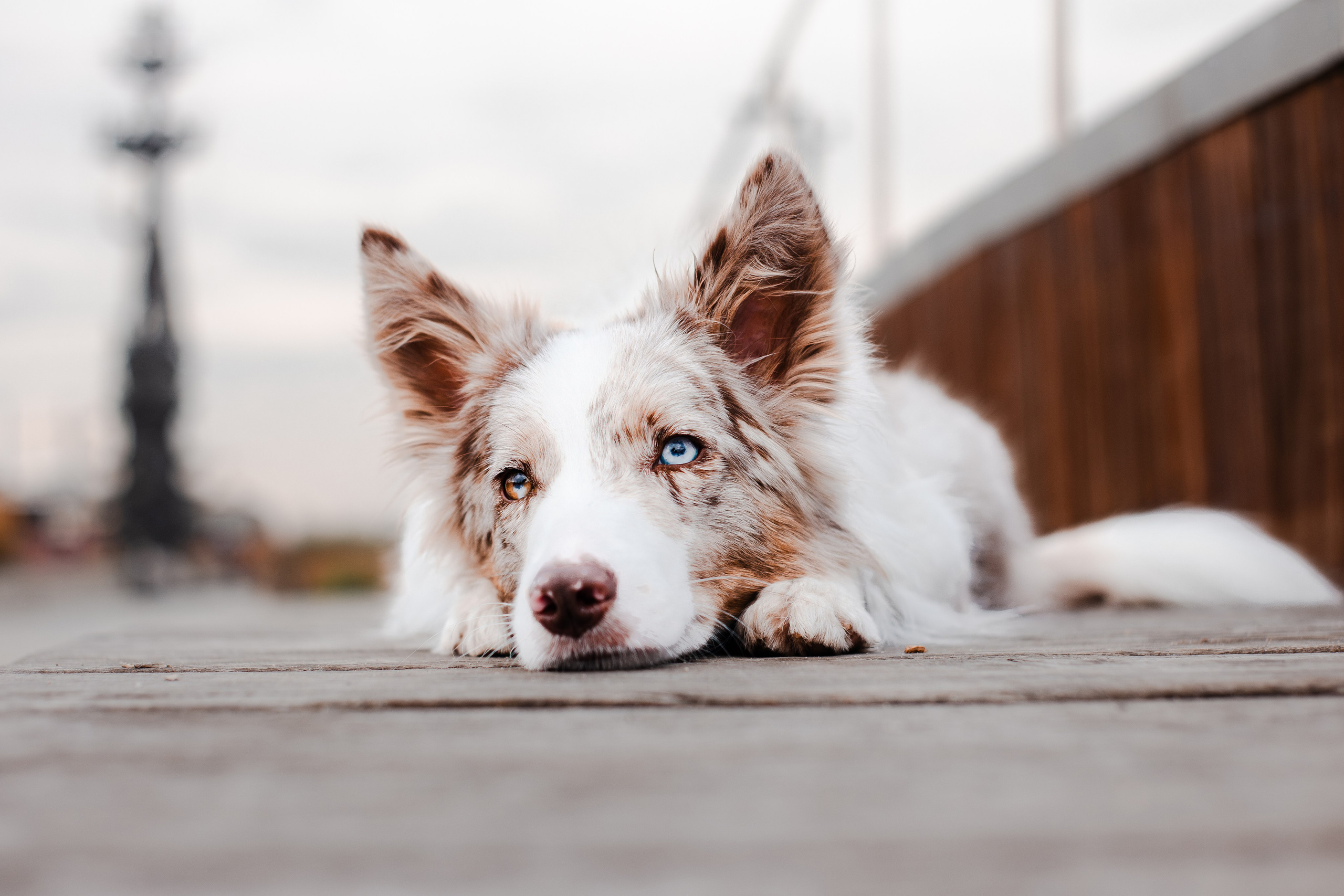 Мария и Утопия. Фотограф-анималист Мария Баркевич | Москва