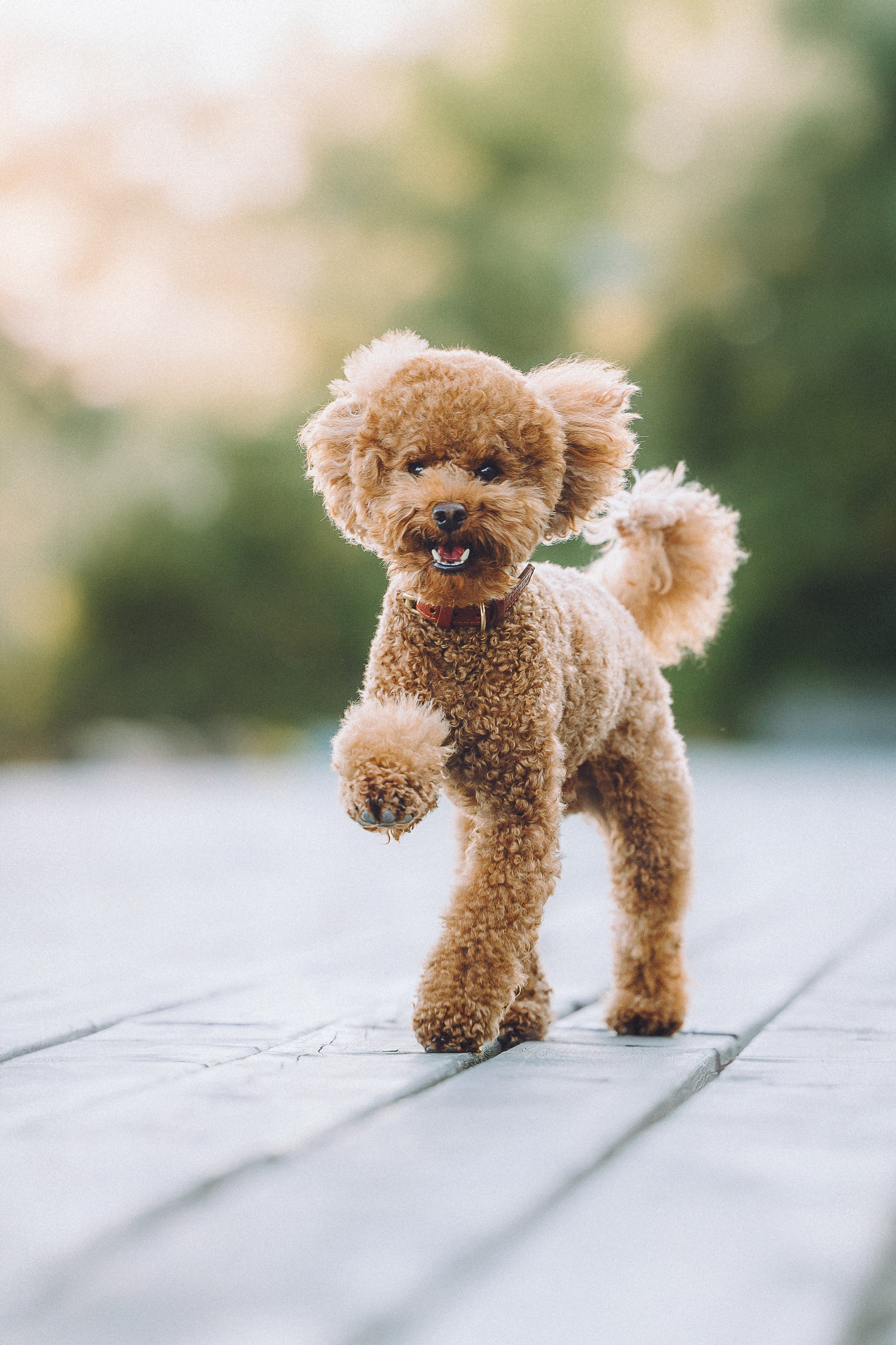 Марья и Буба