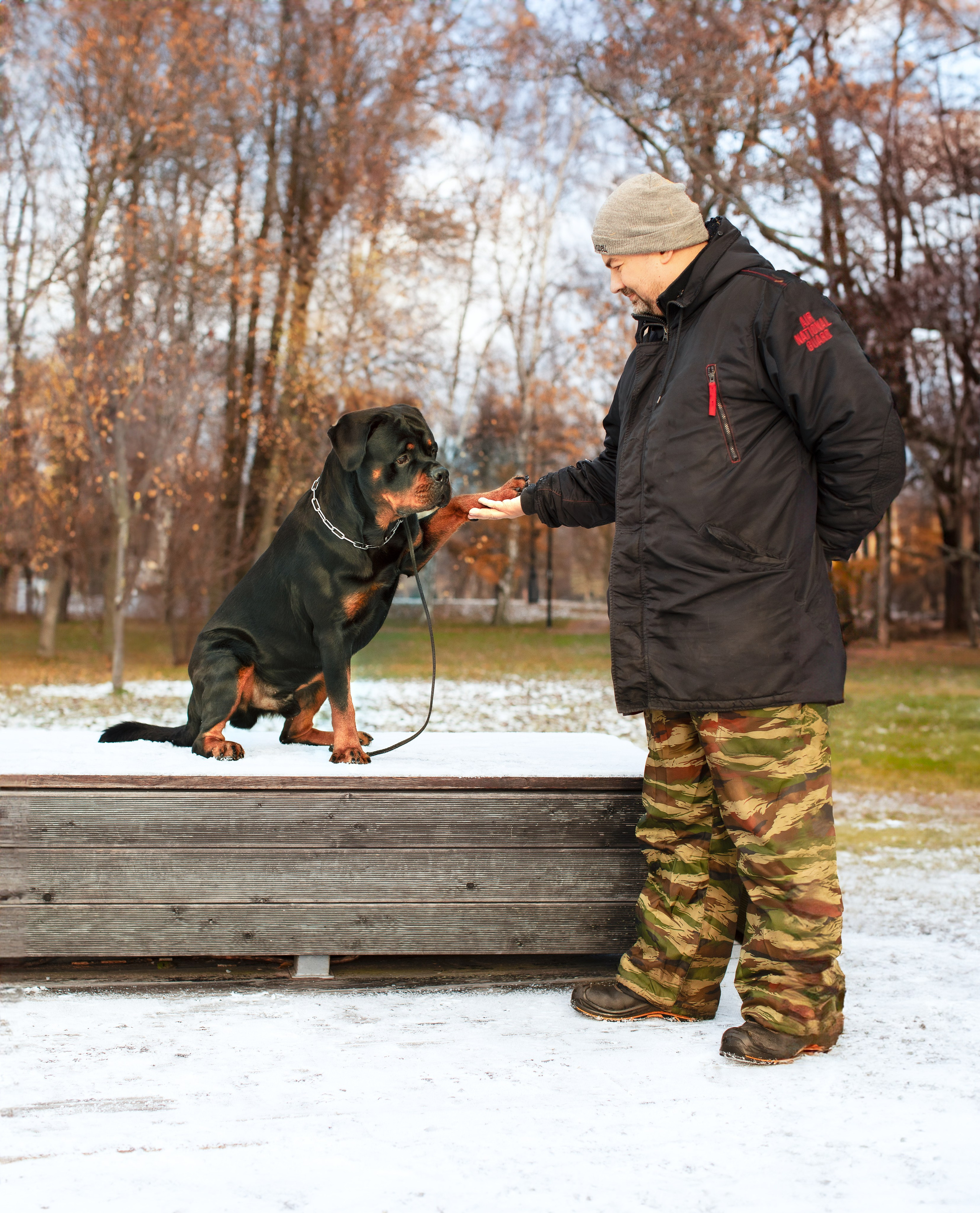 Ротвейлер Аватар. Портретная и семейная съемка. Фотограф анималист