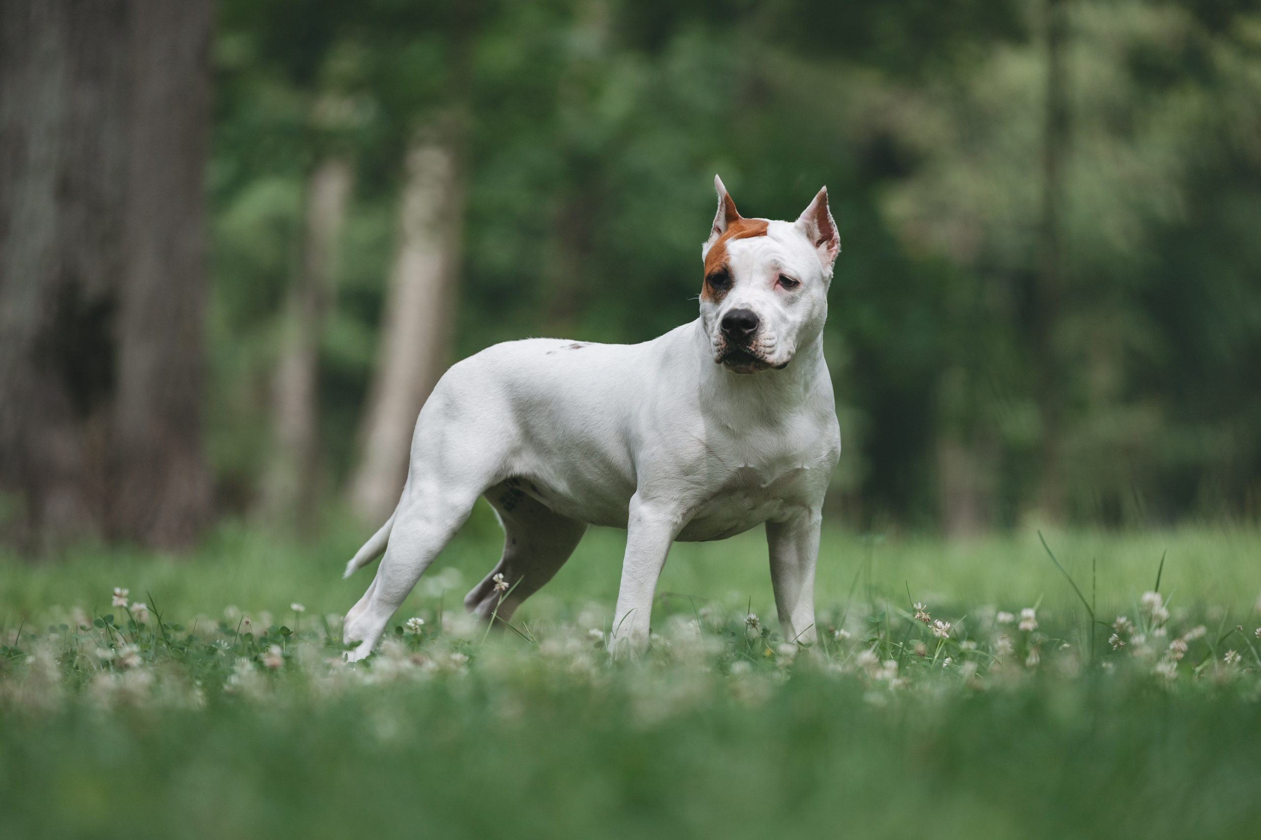 Американский стаффордширский терьер. Фотограф Анималист в Москве Анастасия Жучкова