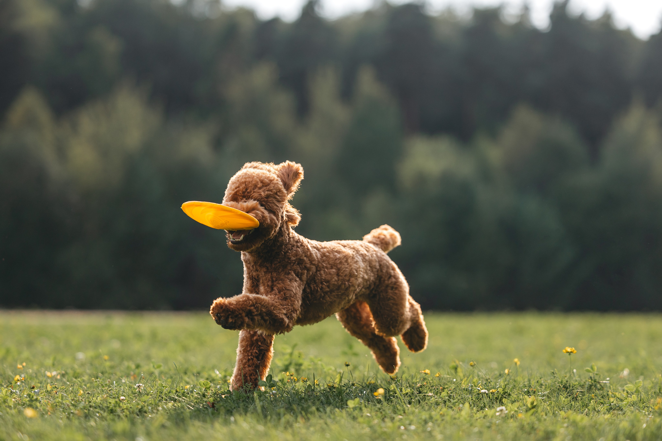 Джек. Фотограф Анималист в Москве Анастасия Жучкова