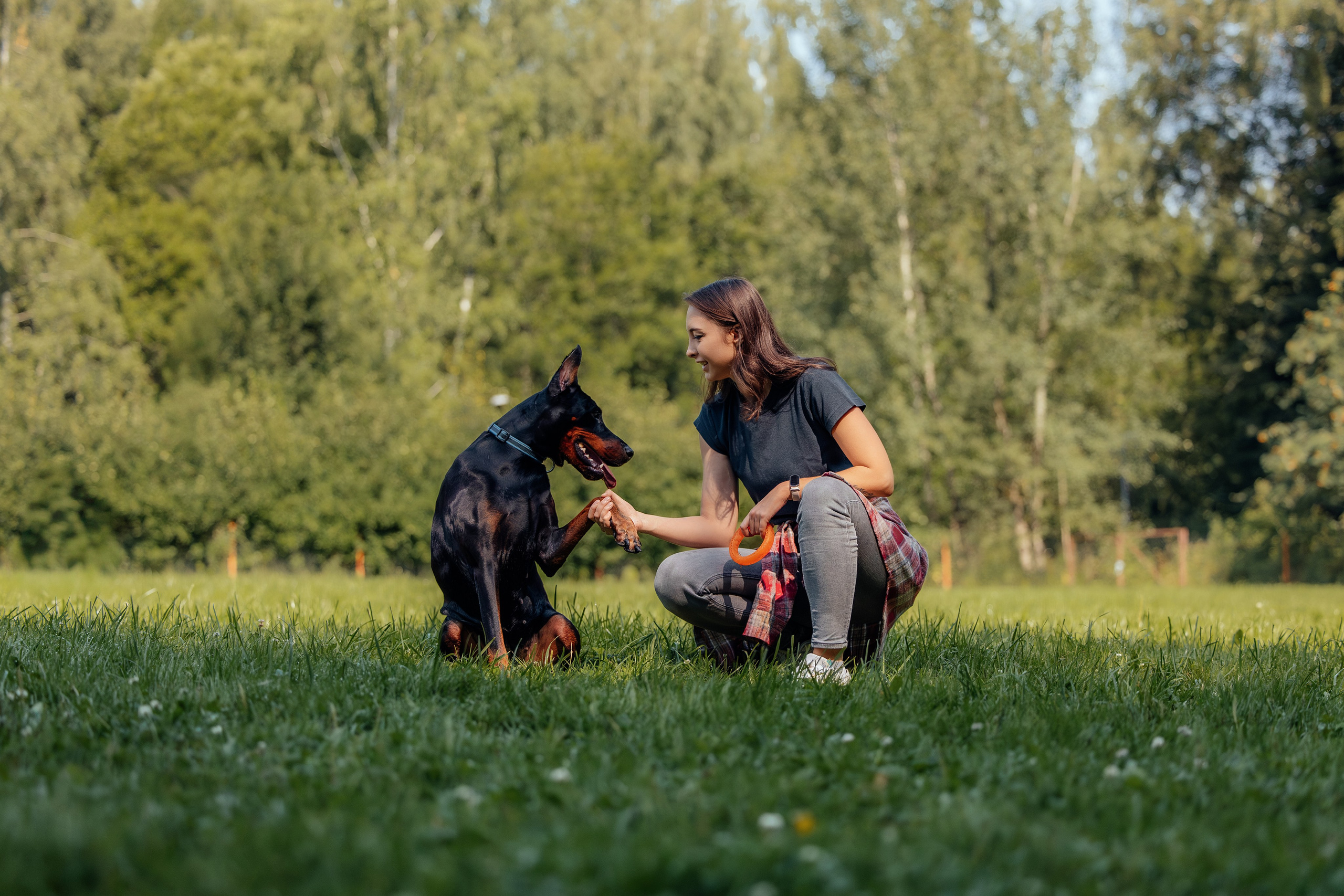 Доберман Айза. Фотограф Анималист в Москве Анастасия Жучкова