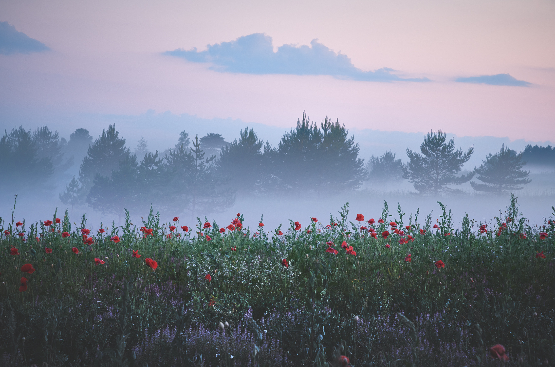 Маковые поля. Красота природы. Фотограф Кононов Антон