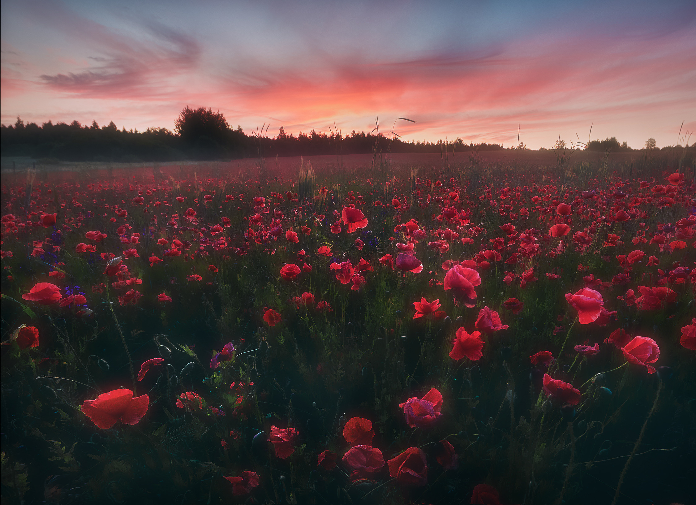 Маковые поля. Красота природы. Фотограф Кононов Антон