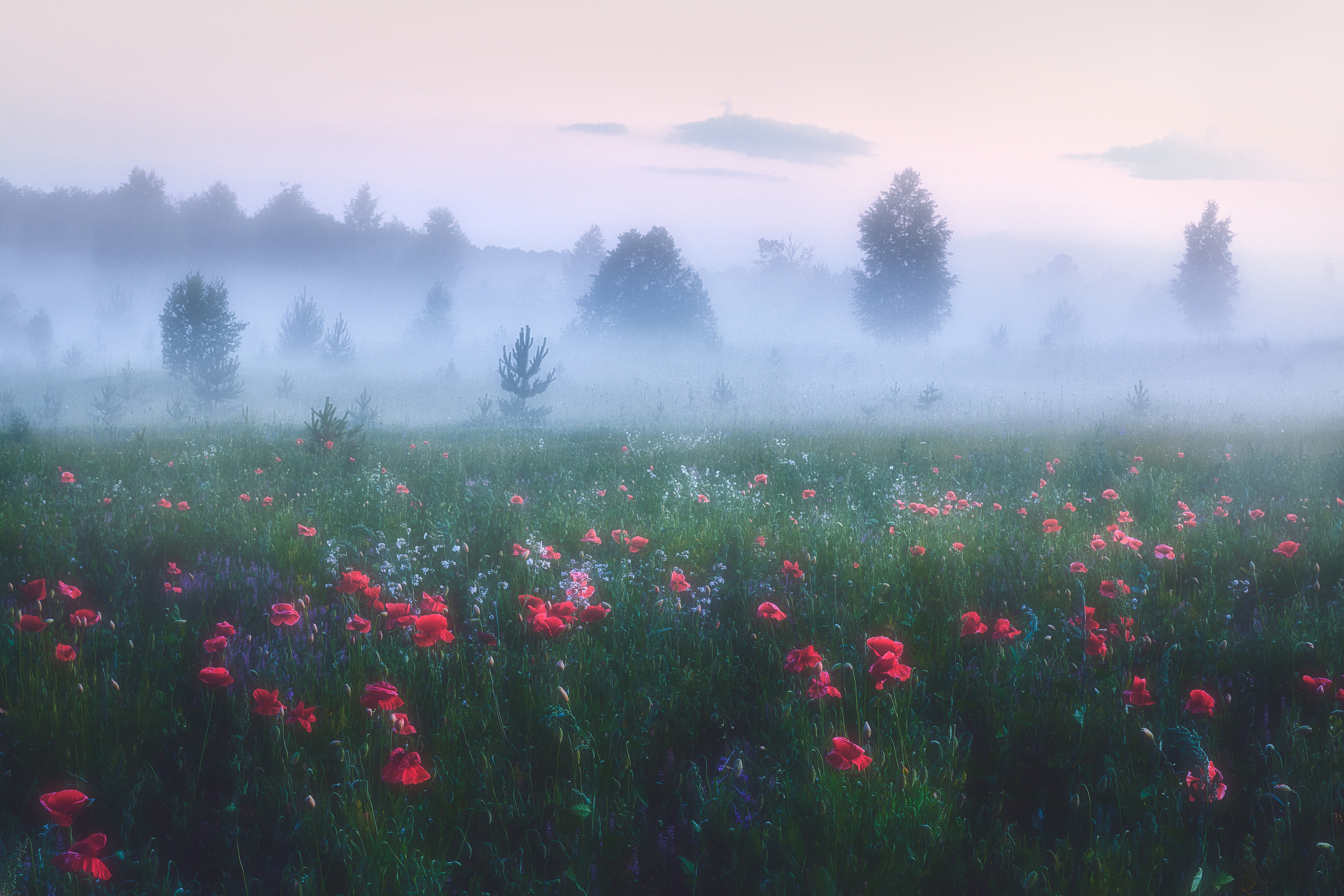 Маковые поля. Красота природы. Фотограф Кононов Антон