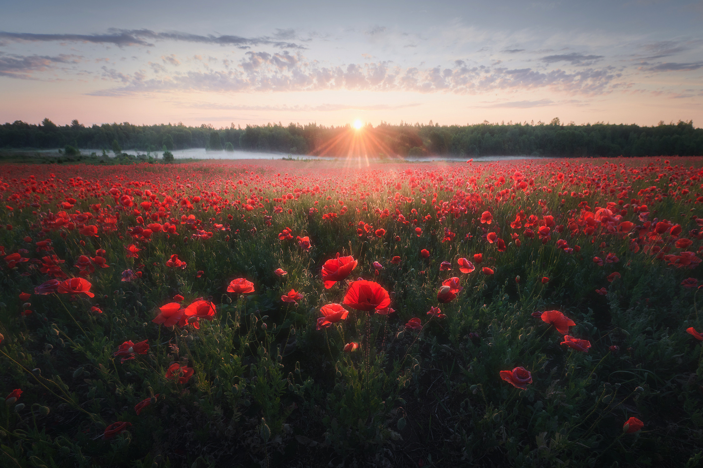 Маковые поля. Красота природы. Фотограф Кононов Антон