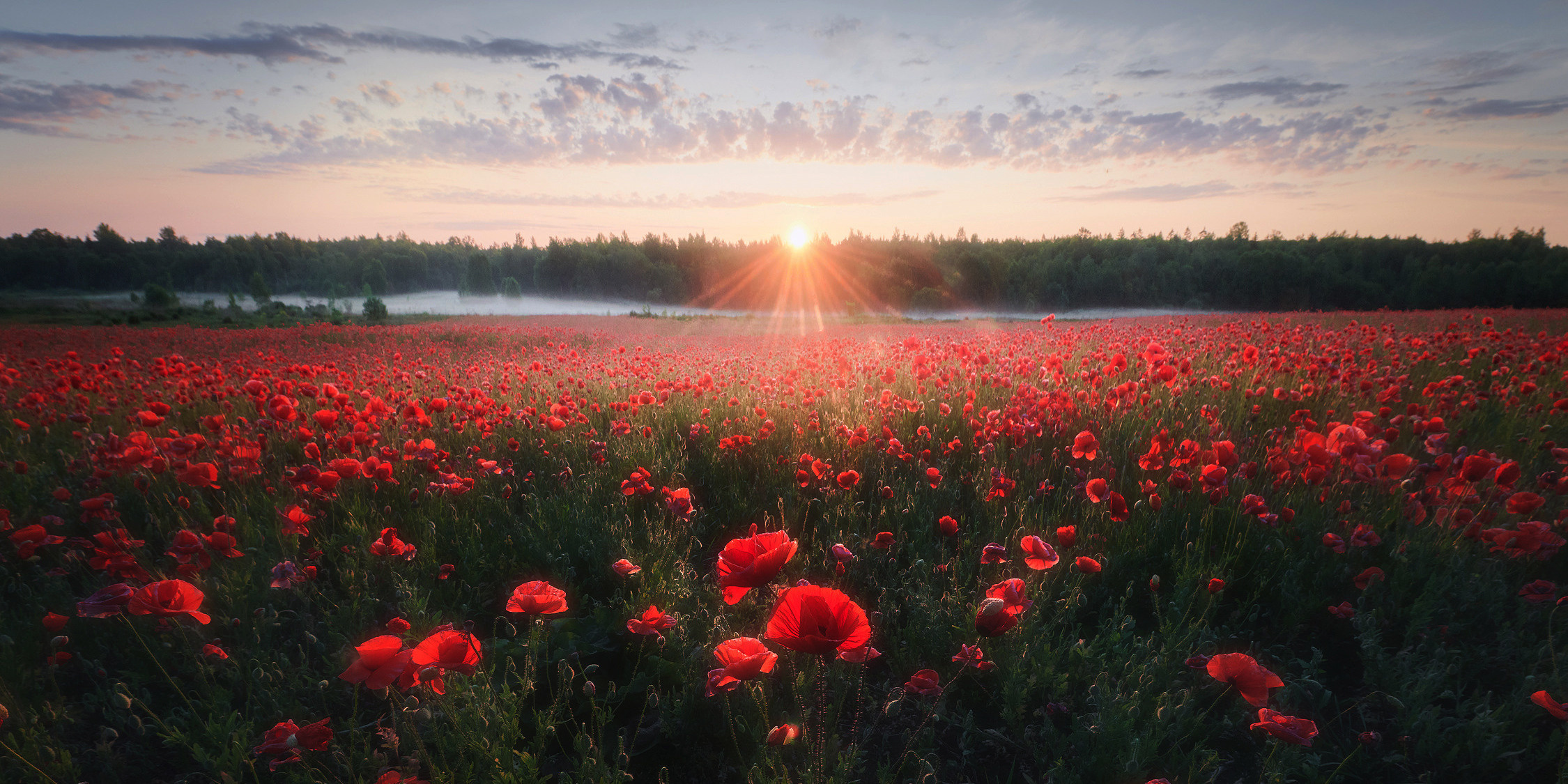 Маковые поля. Красота природы. Фотограф Кононов Антон