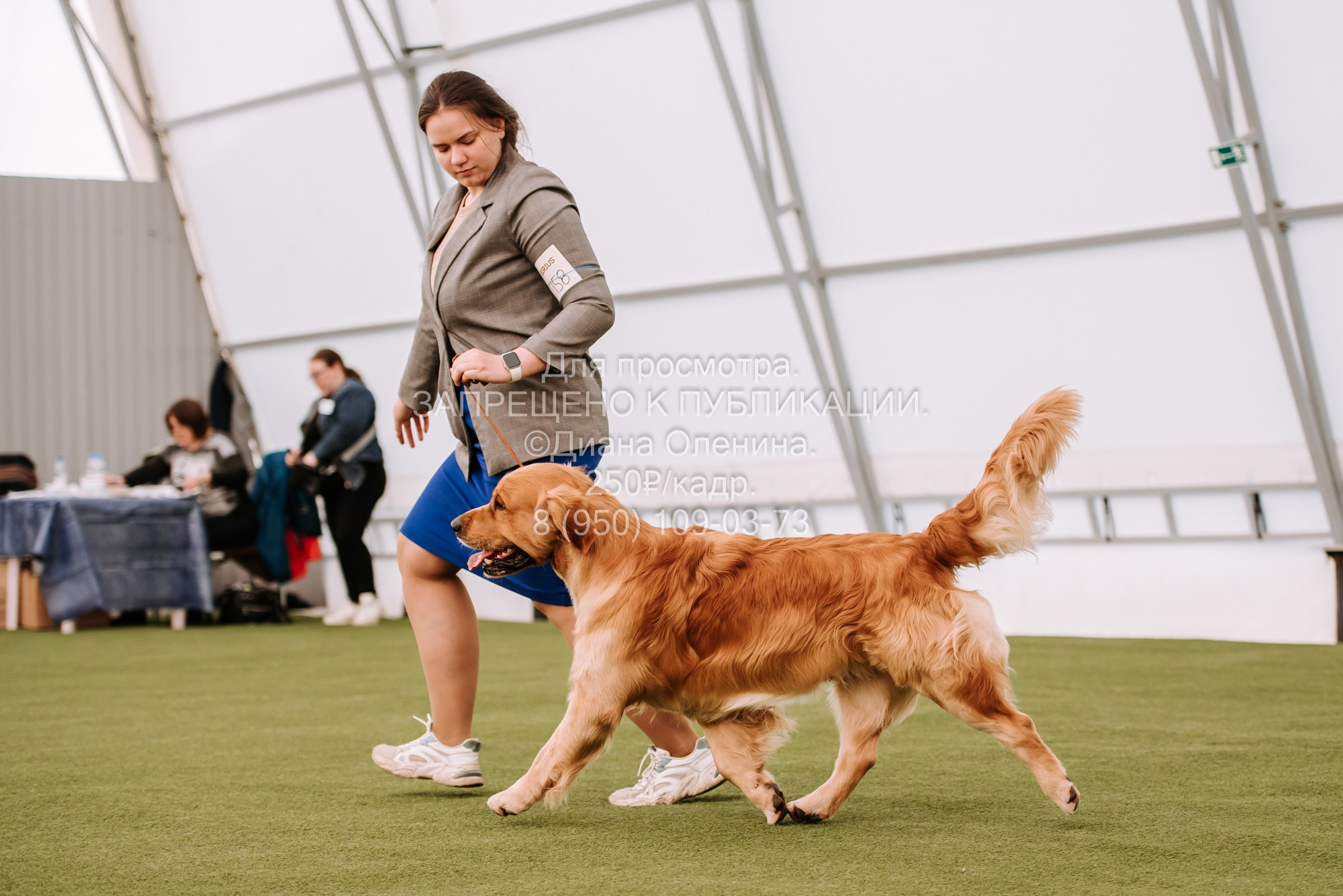 Выставка собак Красноярск 2.06. Фотограф Диана Оленина Красноярск / Братск