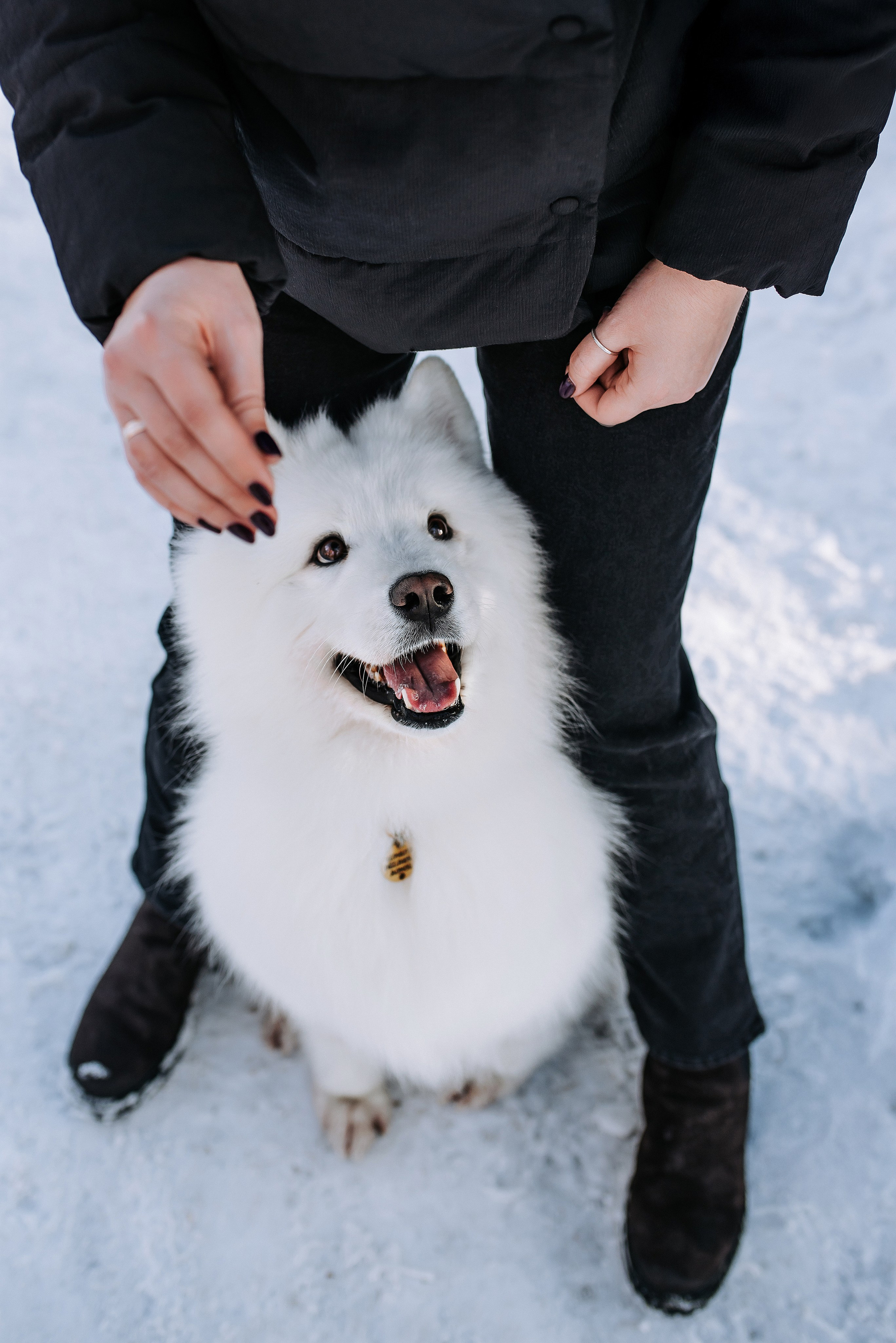 Фотопрогулка с питомцами. Фотограф Диана Оленина Красноярск / Братск