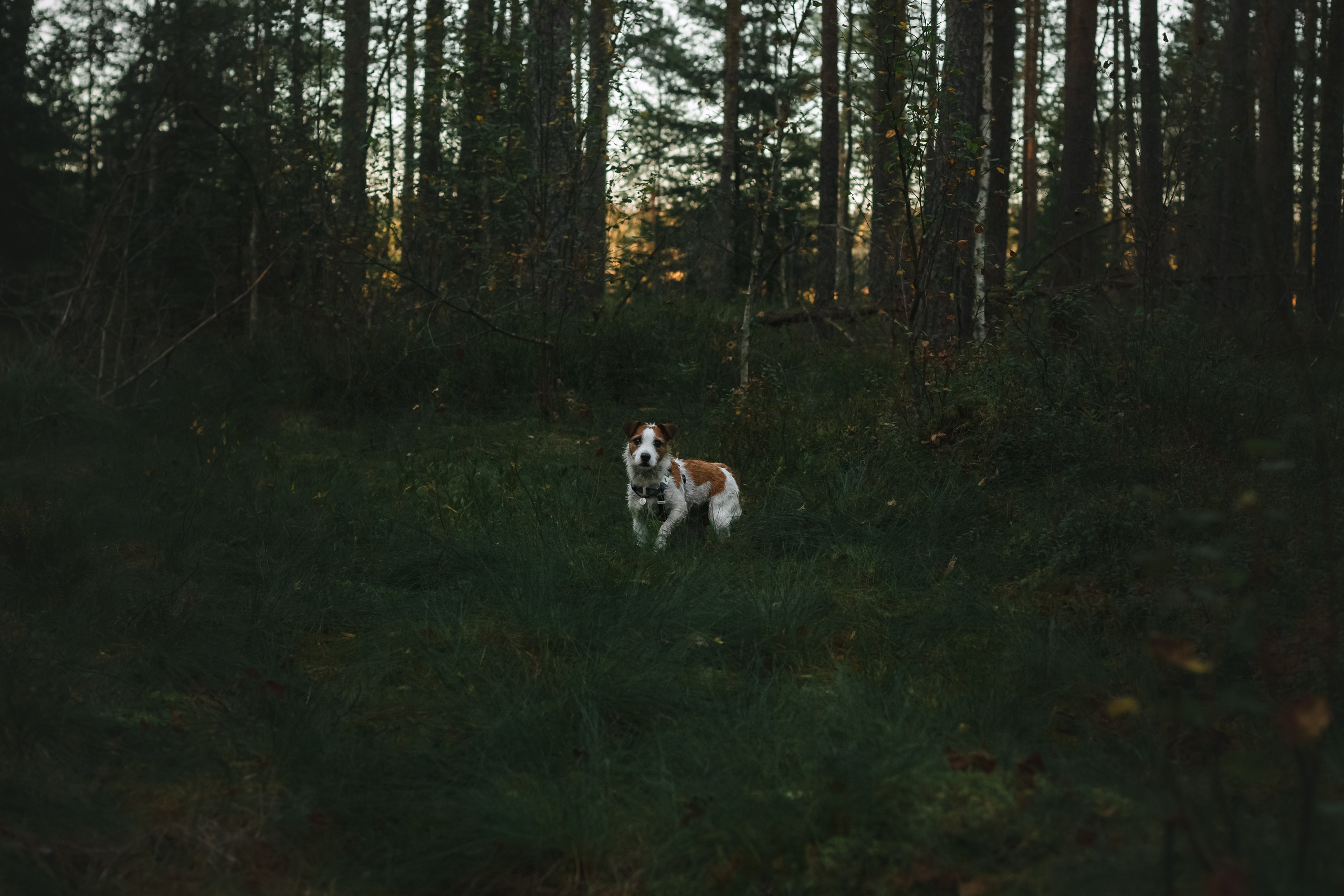 Фотопрогулка в Ленобласти. Фотограф-анималист Татьяна Степанова