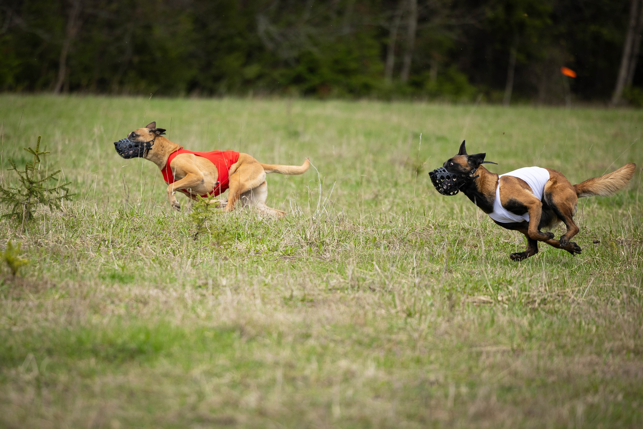 Курсинг. Фотограф Анималист в Перми Анастасия Остерман