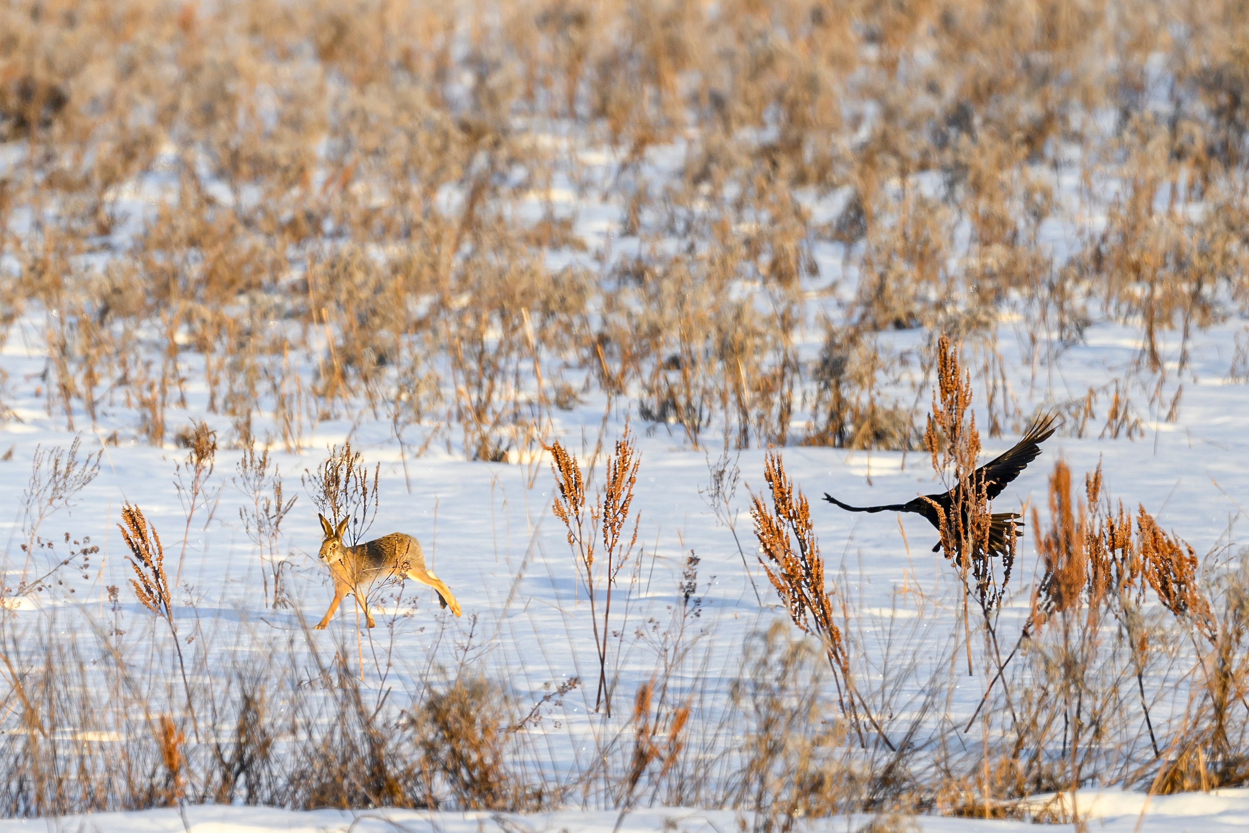Чёрный ворон, чёрный ворон, Что ж ты вьёшься надо мной?. Фотограф Сергей Пупонин