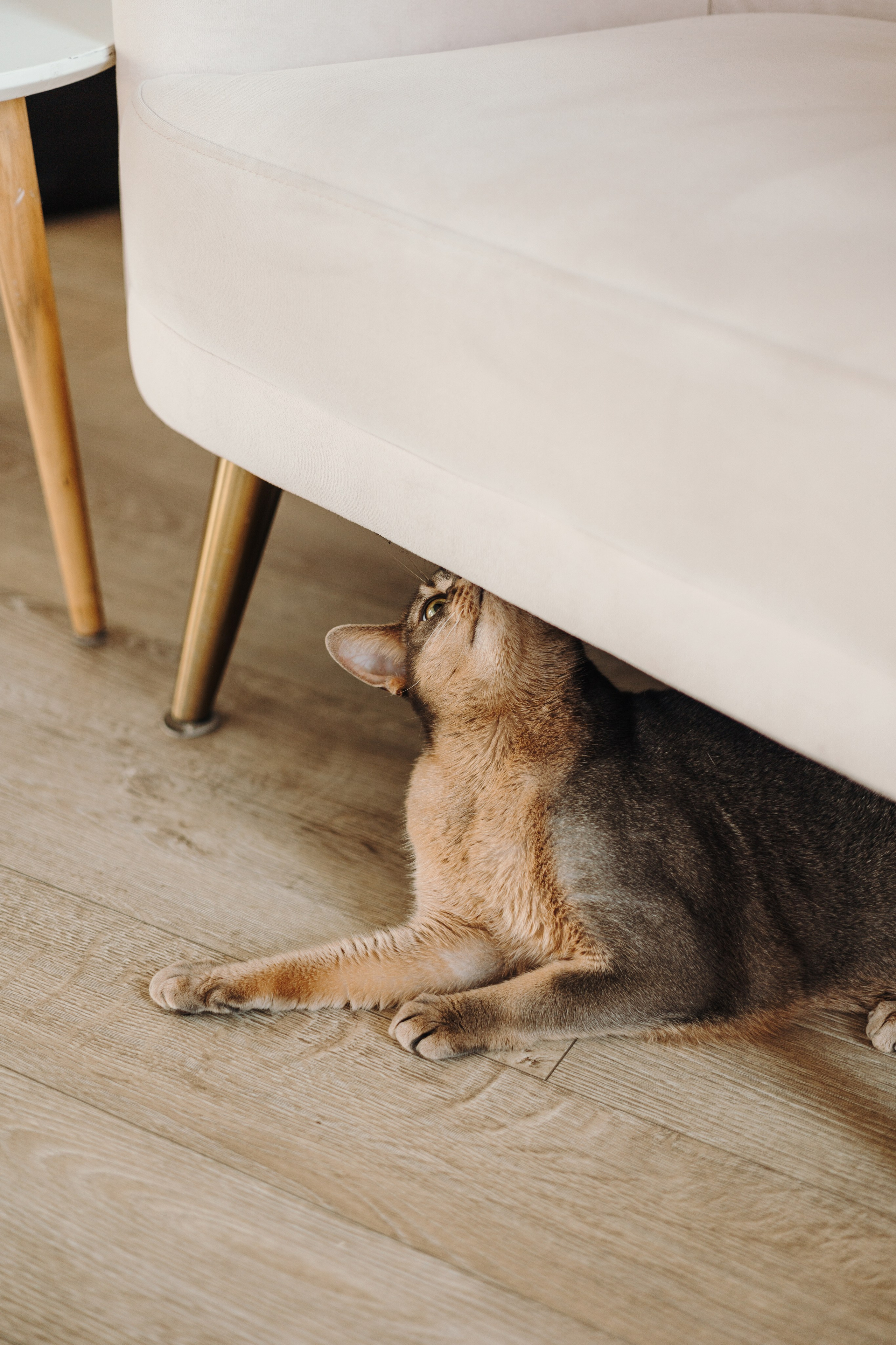 Циско и его семья. Фотограф — Анималист | Санкт-Петербург