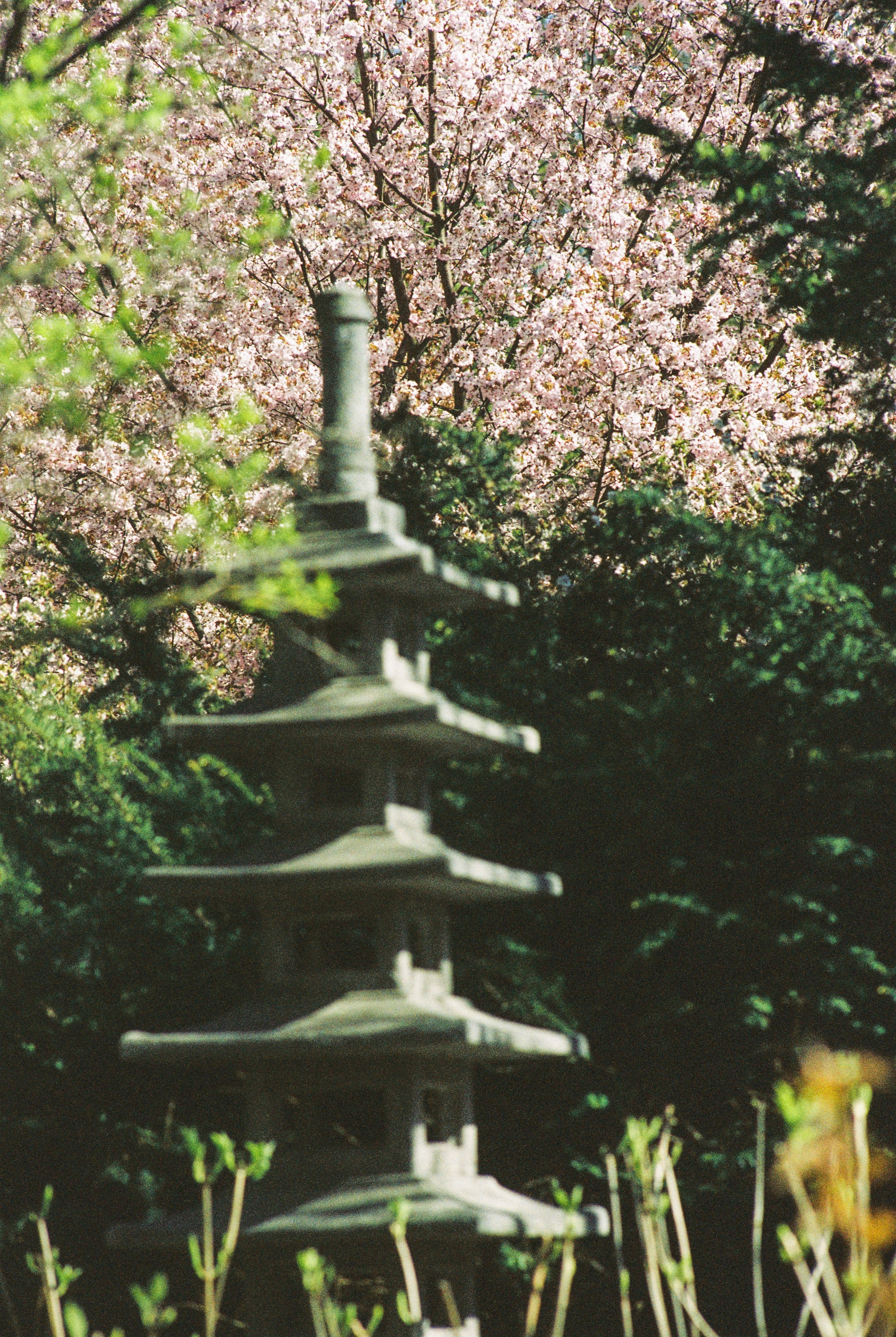 Плёночная весна 2025. Илья Михачёв Фотограф ПРО людей