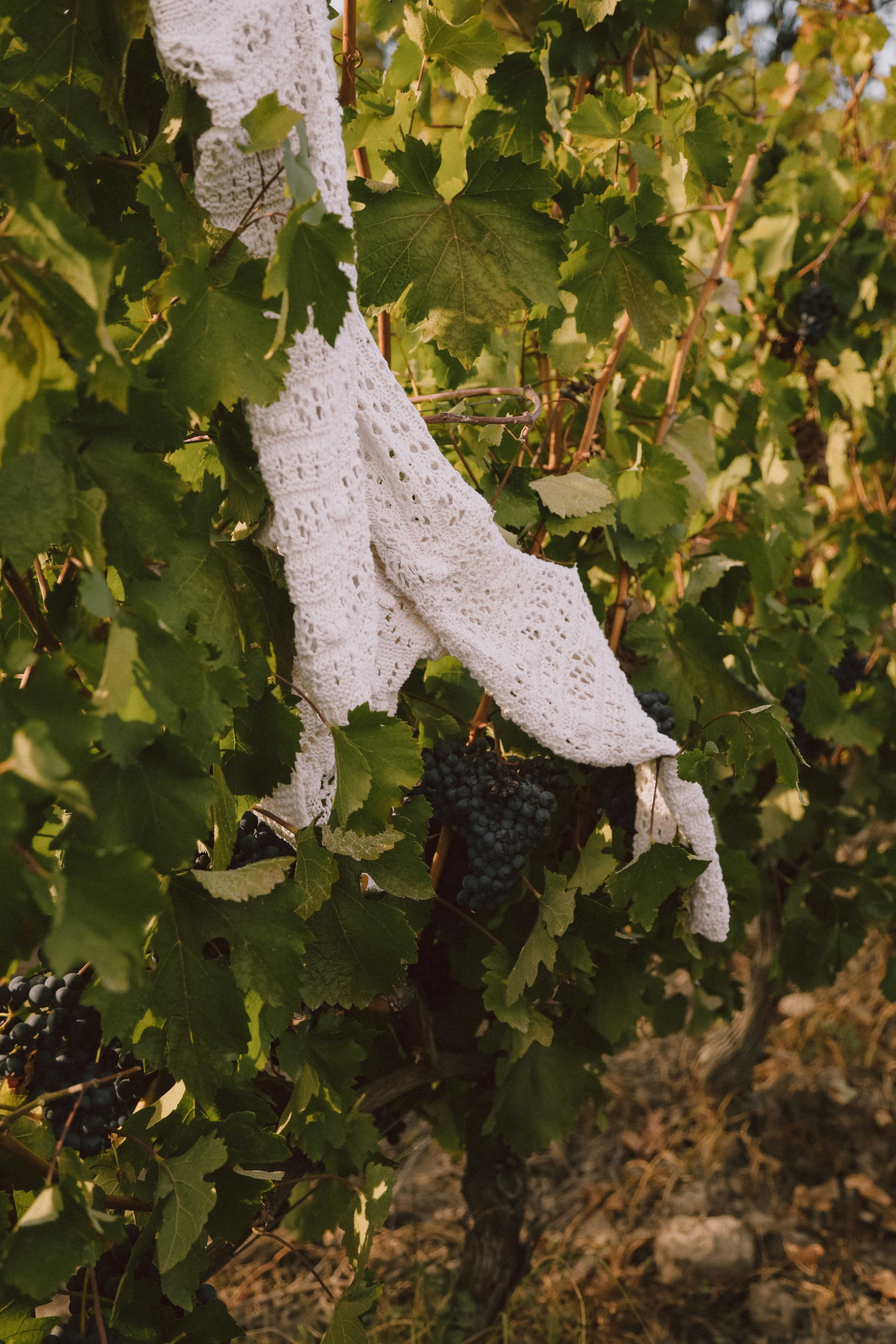 Дмитрий & Марго/ Винодельня Собер Баш. Свадебный фотограф Катерина Евст