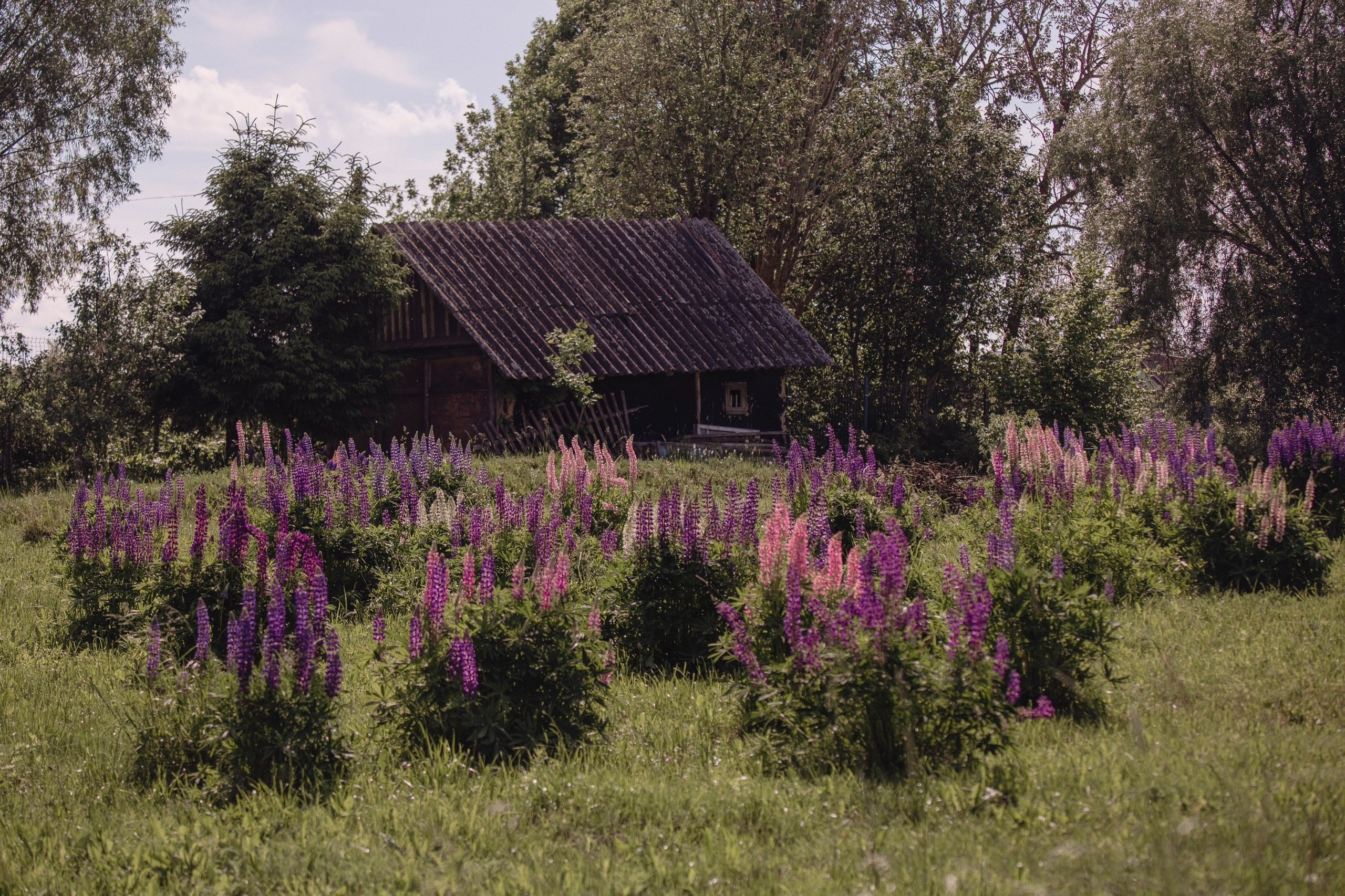 Цветные фотографии. Фотографии Лены Соколовой