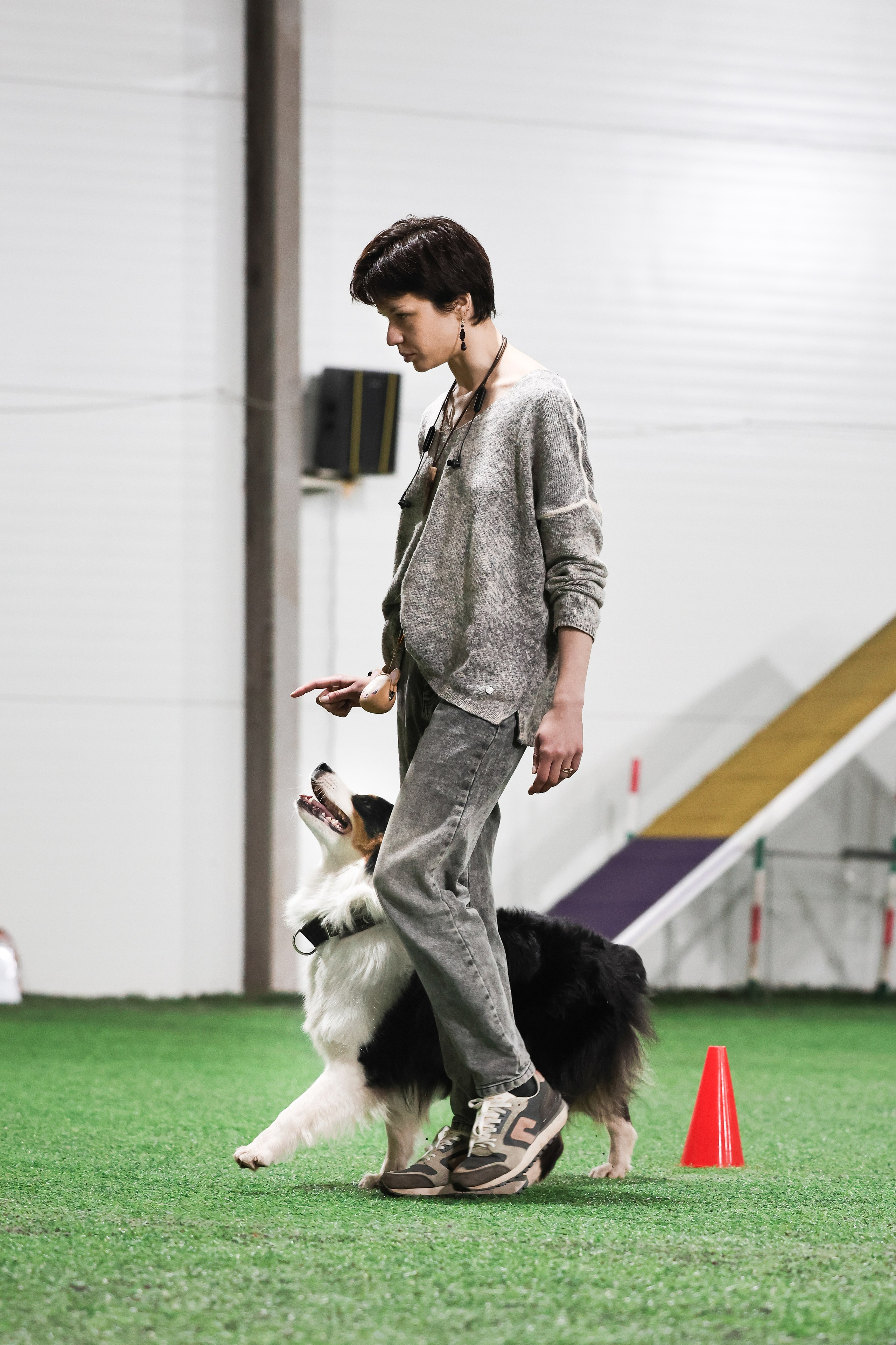 Рави. BLGKV питомник собак