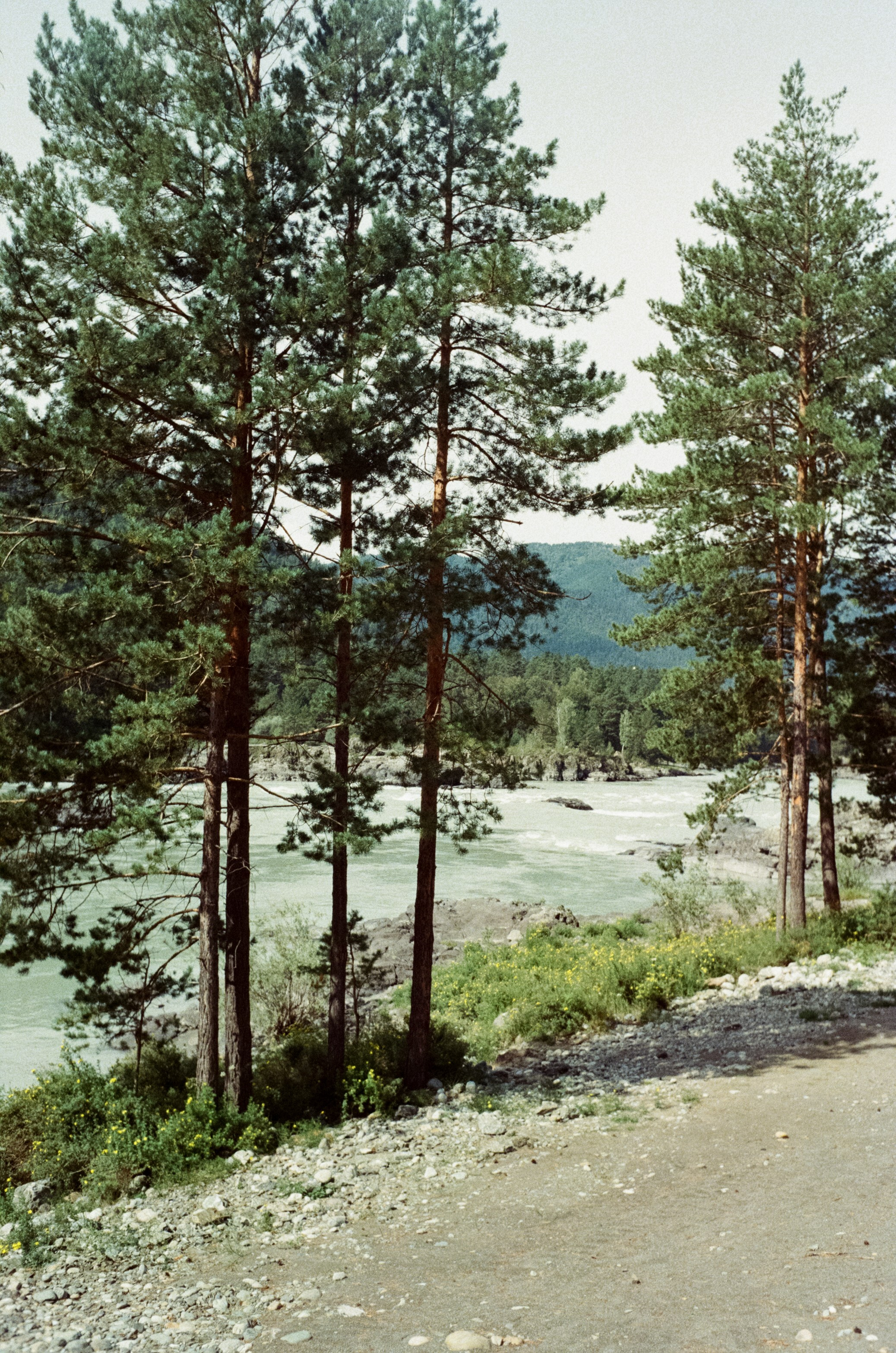 Горно-алтайский ботанический сад, база Кедровый остров / 27 августа 2024 года