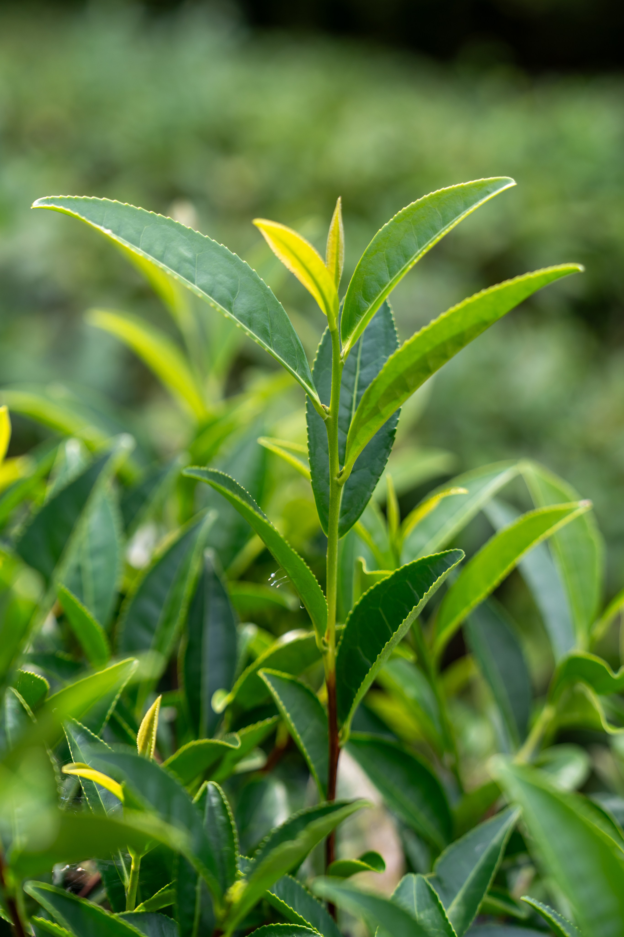 Яндекс.Еда — Сочинский чай. Репортажный фотограф в Красной Поляне и Сочи Павлюченко Екатерина