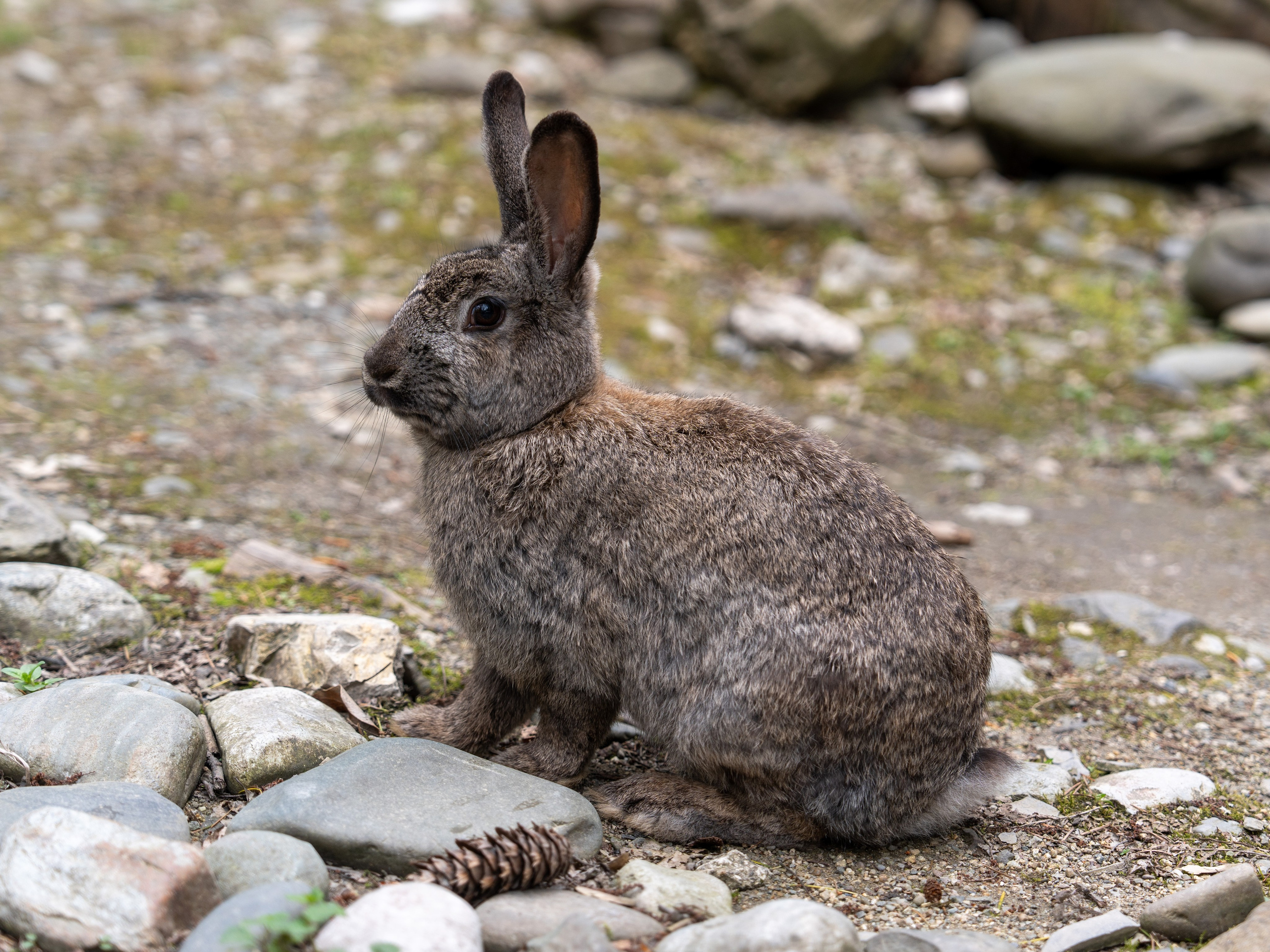 MICE мероприятие — джиппинг на каньон Псахо. Репортажный фотограф в Красной Поляне и Сочи Павлюченко Екатерина