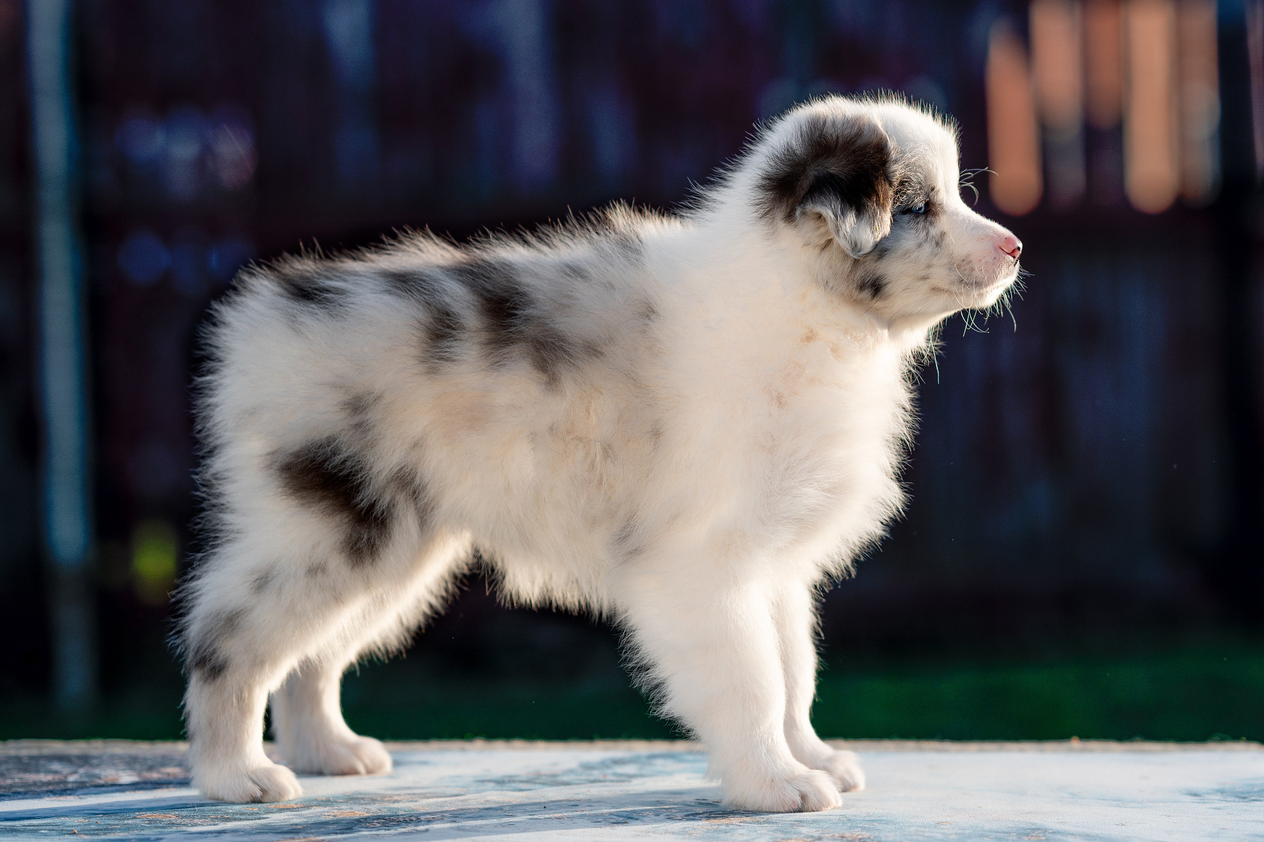 Заводчик Влада Эльман. Творческий фотограф Вологда