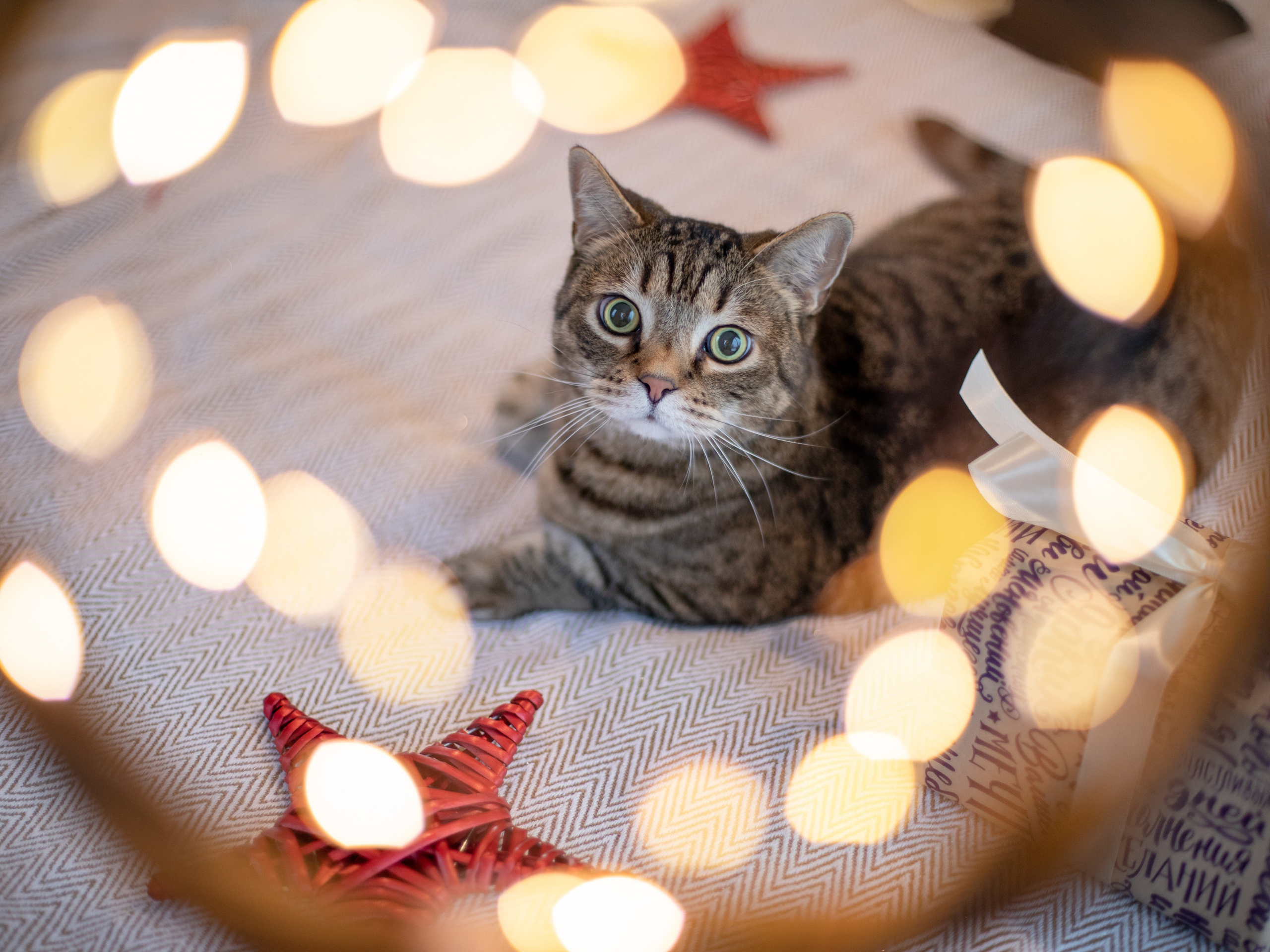Рождество в Hamlet house. Видеограф и фотограф в Москве Анастасия Рябчикова
