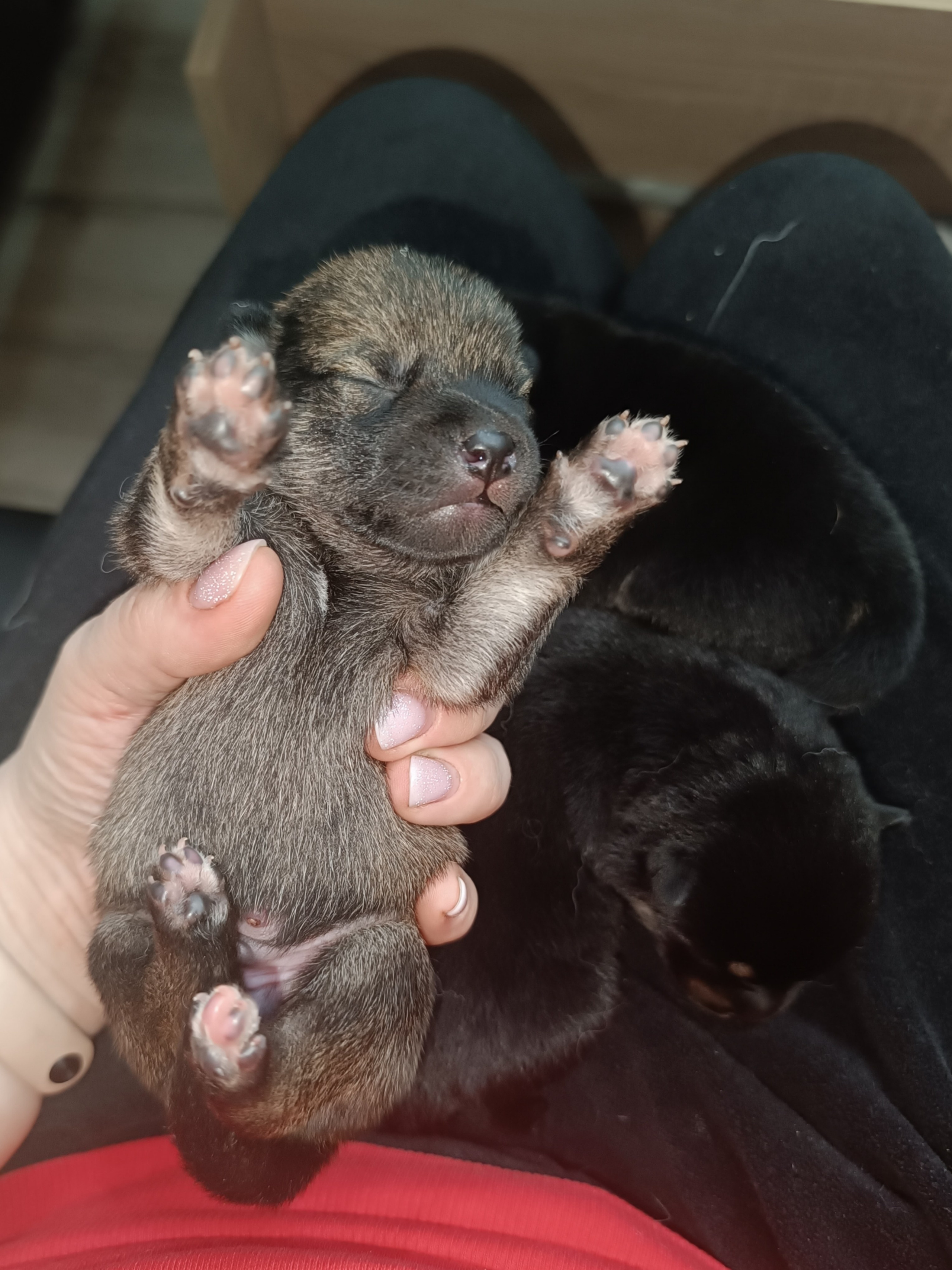 сиба питомник Рубилайт щенки на продажу rubylight  сиба щенки купить СПб Санкт-Петербург 