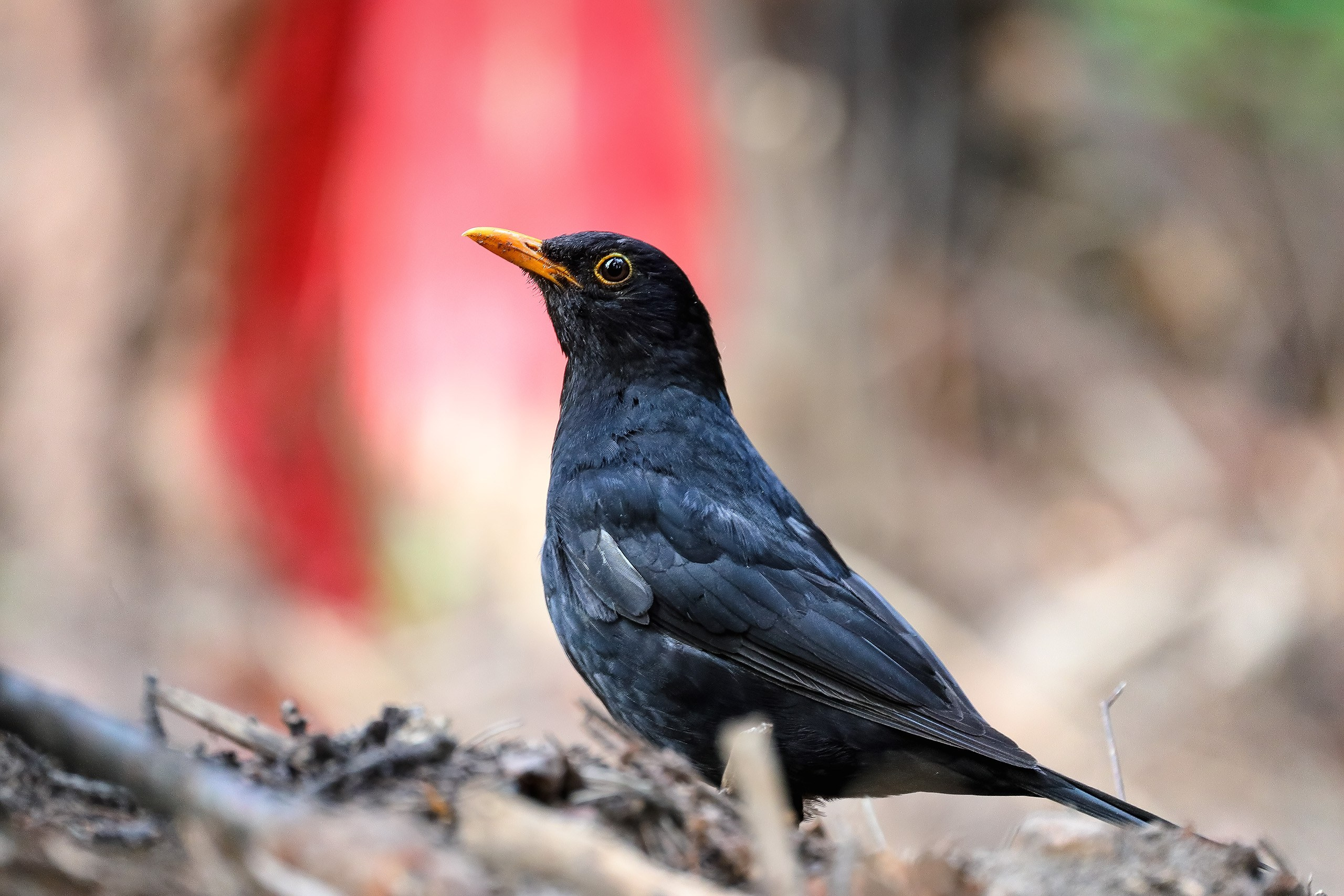 Черный дрозд