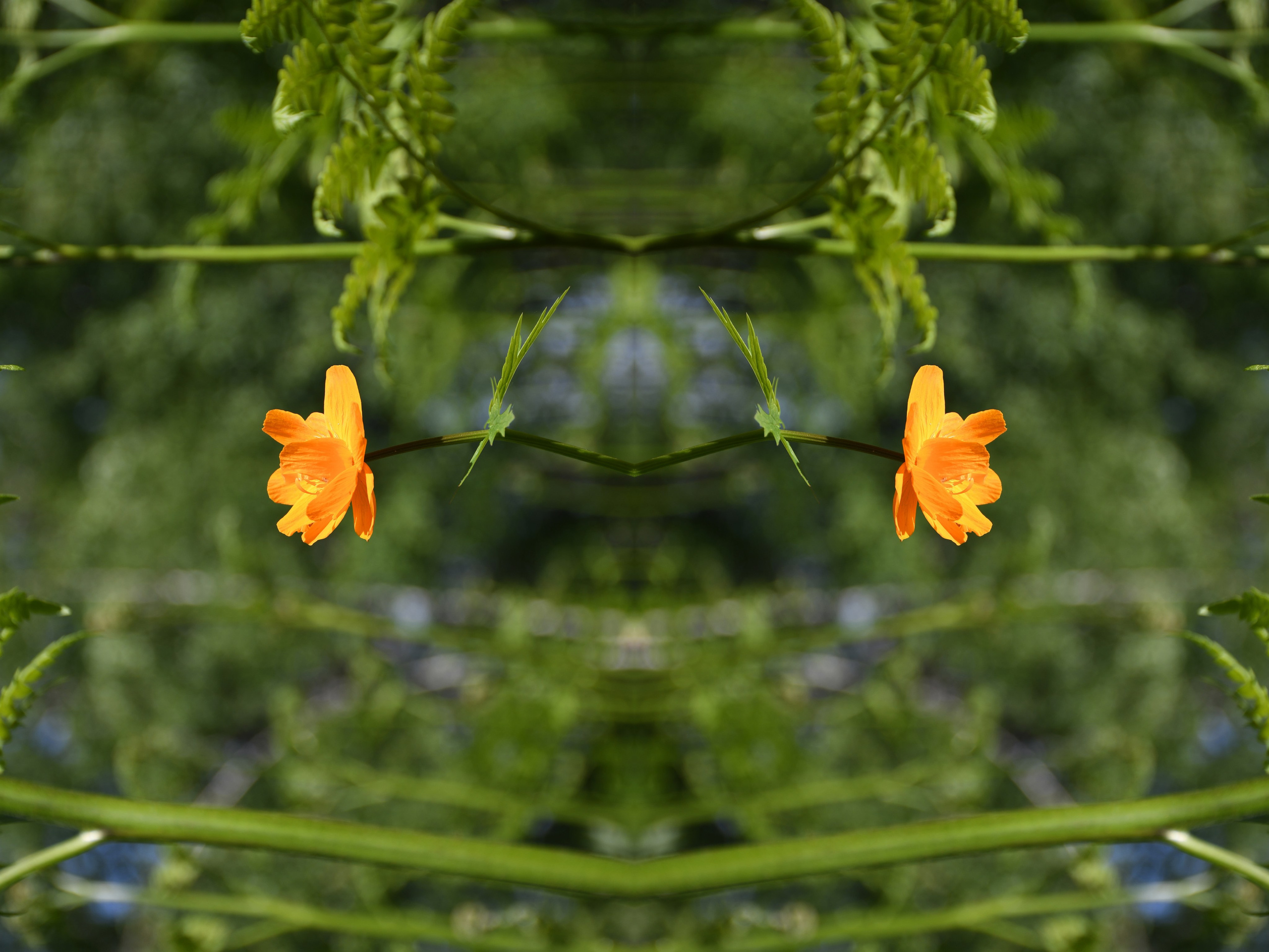 Urban flowers. Арт — фотограф Евгений Наймушин Новокузнецк