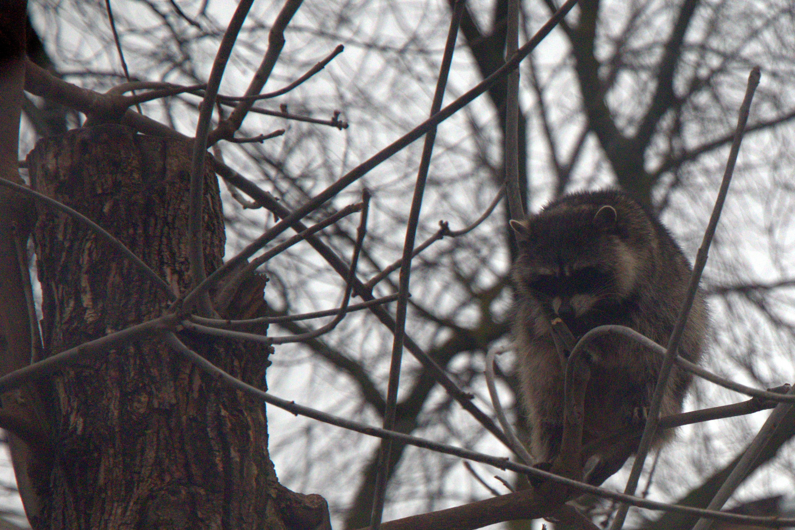 ЗООПАРК. ФОТОГРАФ В МОСКВЕ СТАНИСЛАВ КОБЗЕВ