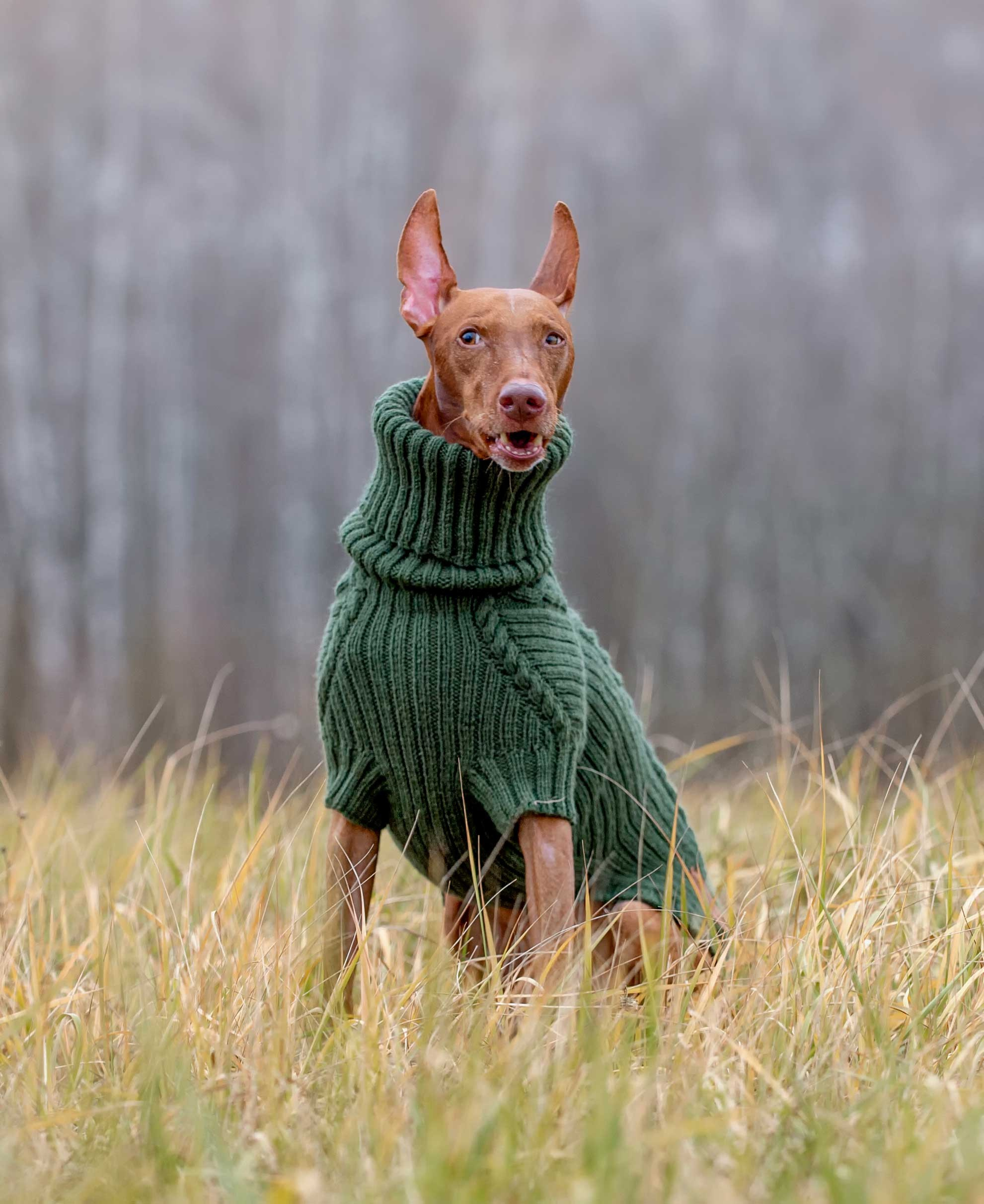 Собаки. Портретная и свадебная фотосъемка. Москва и область