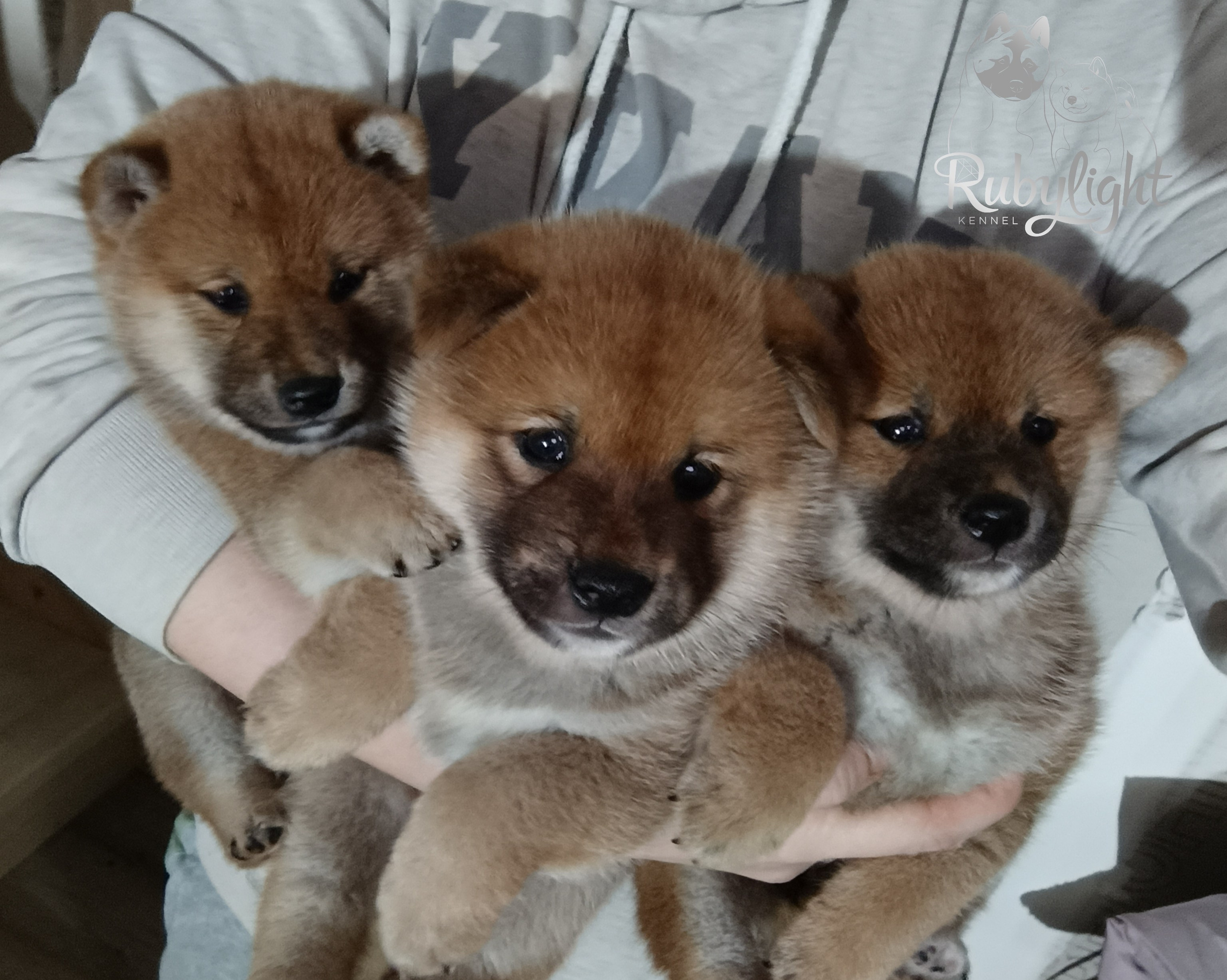 Сиба Помёт Е питомник Рубилайт