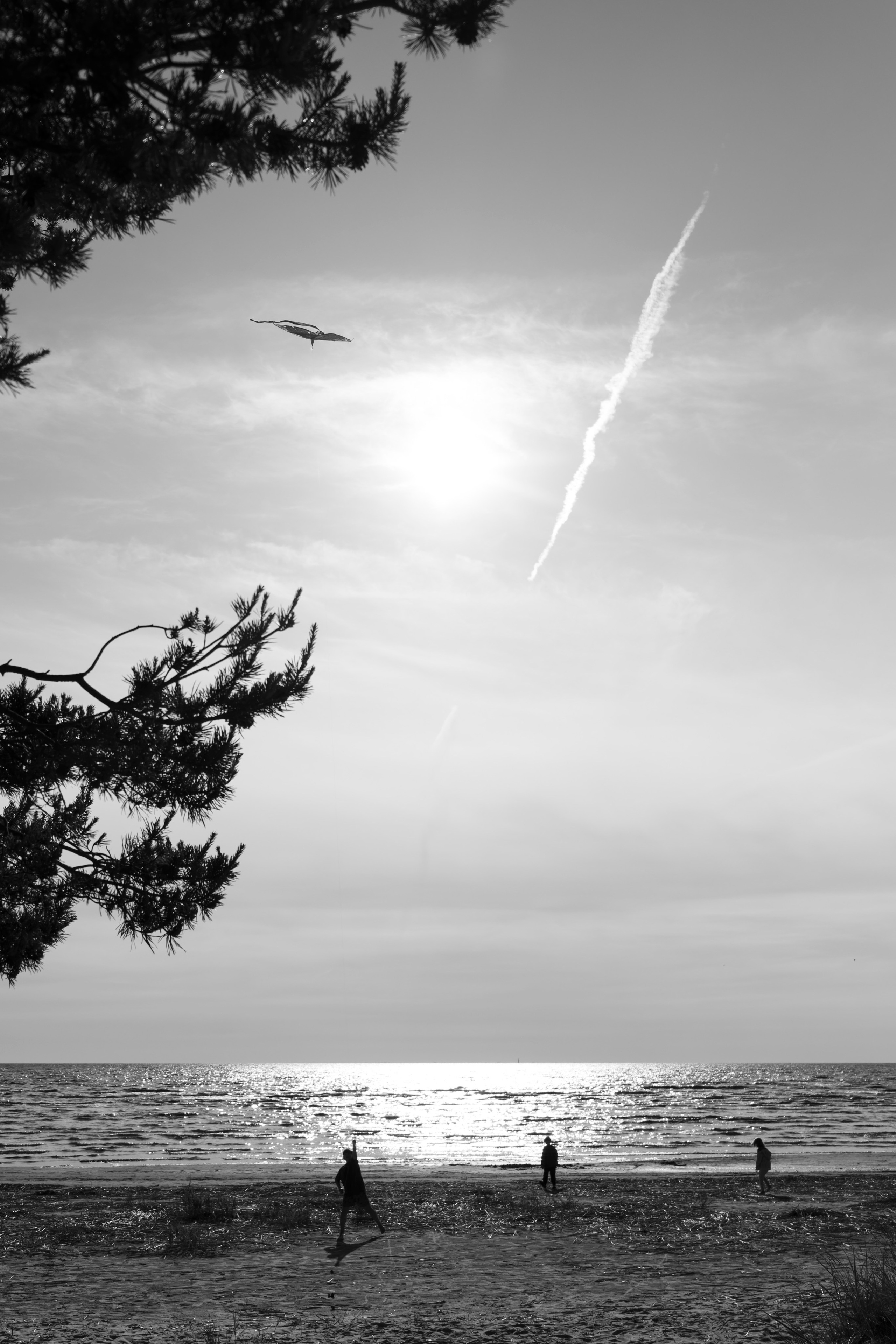 Плак или Квак