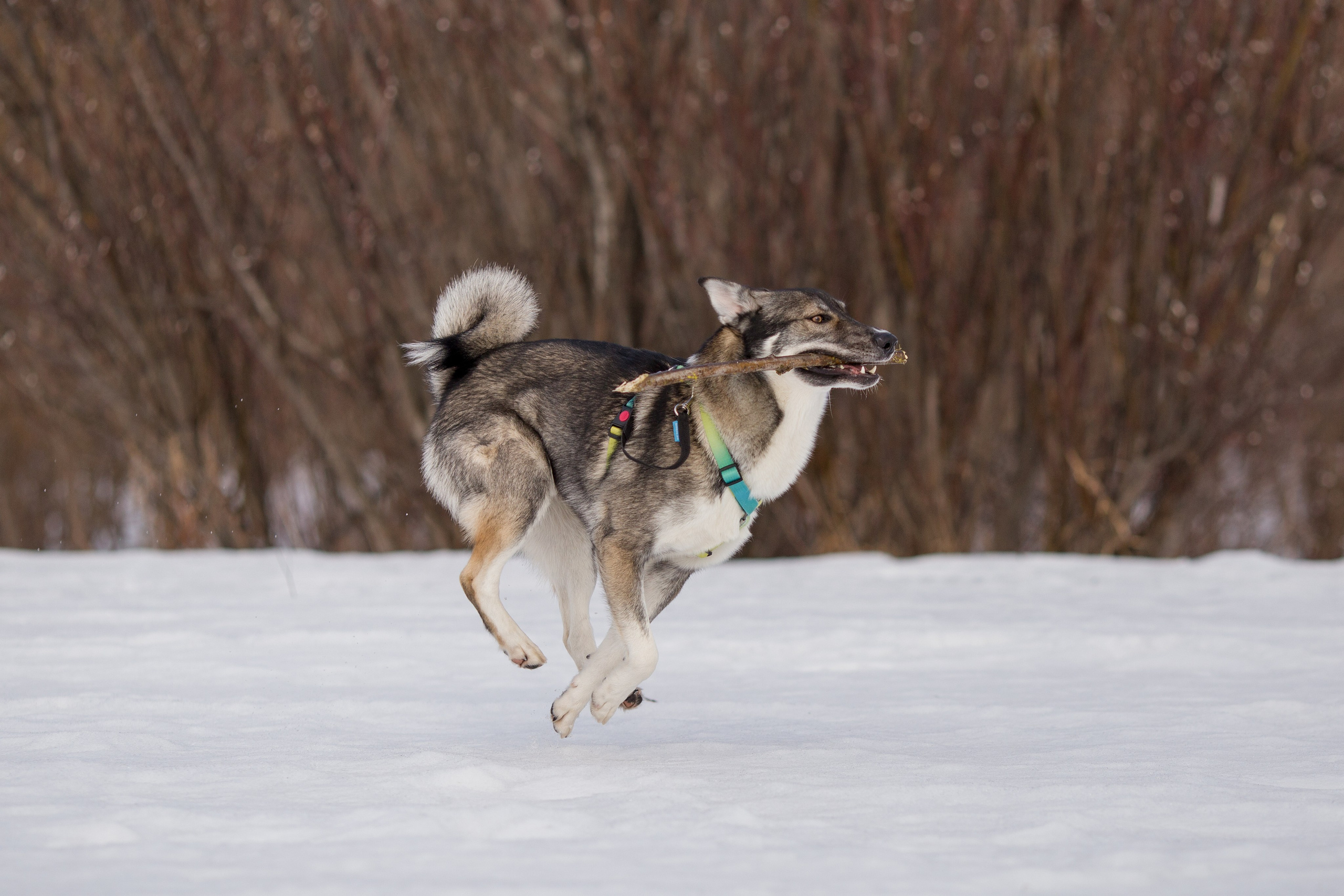 Фотосессия с собакой в Архангельске