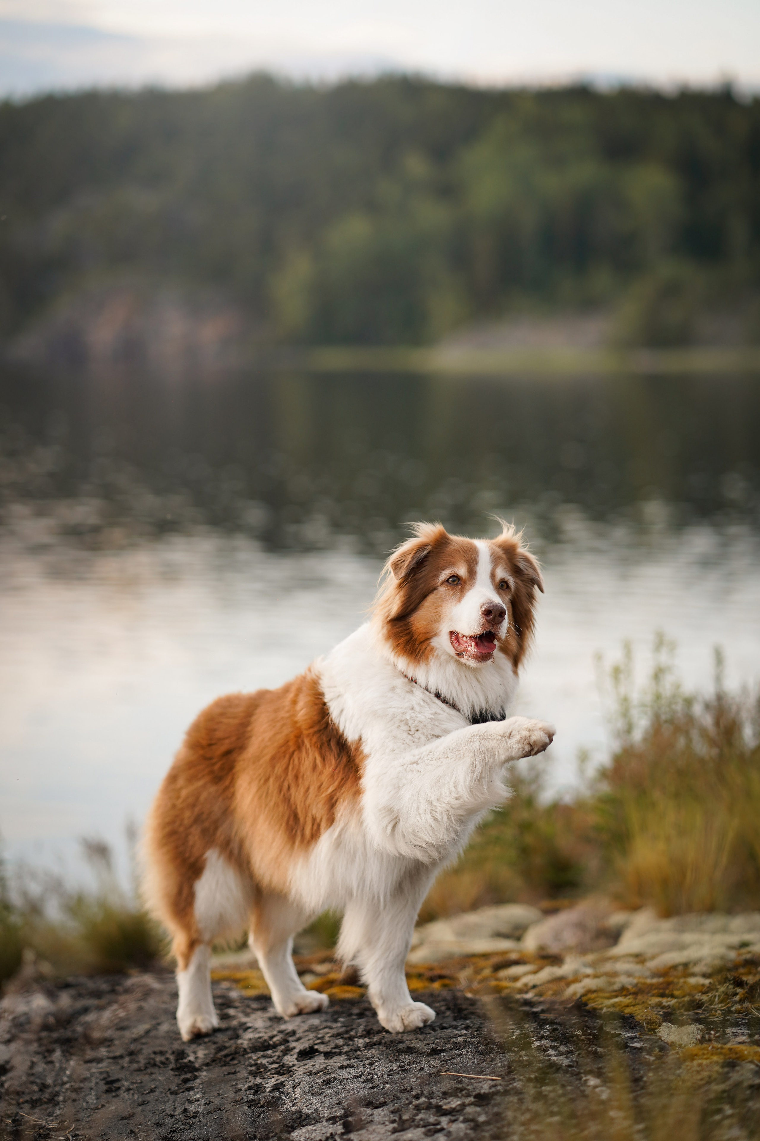 Карелия. Фотограф-анималист в Санкт-Петербурге Яна Мартынова